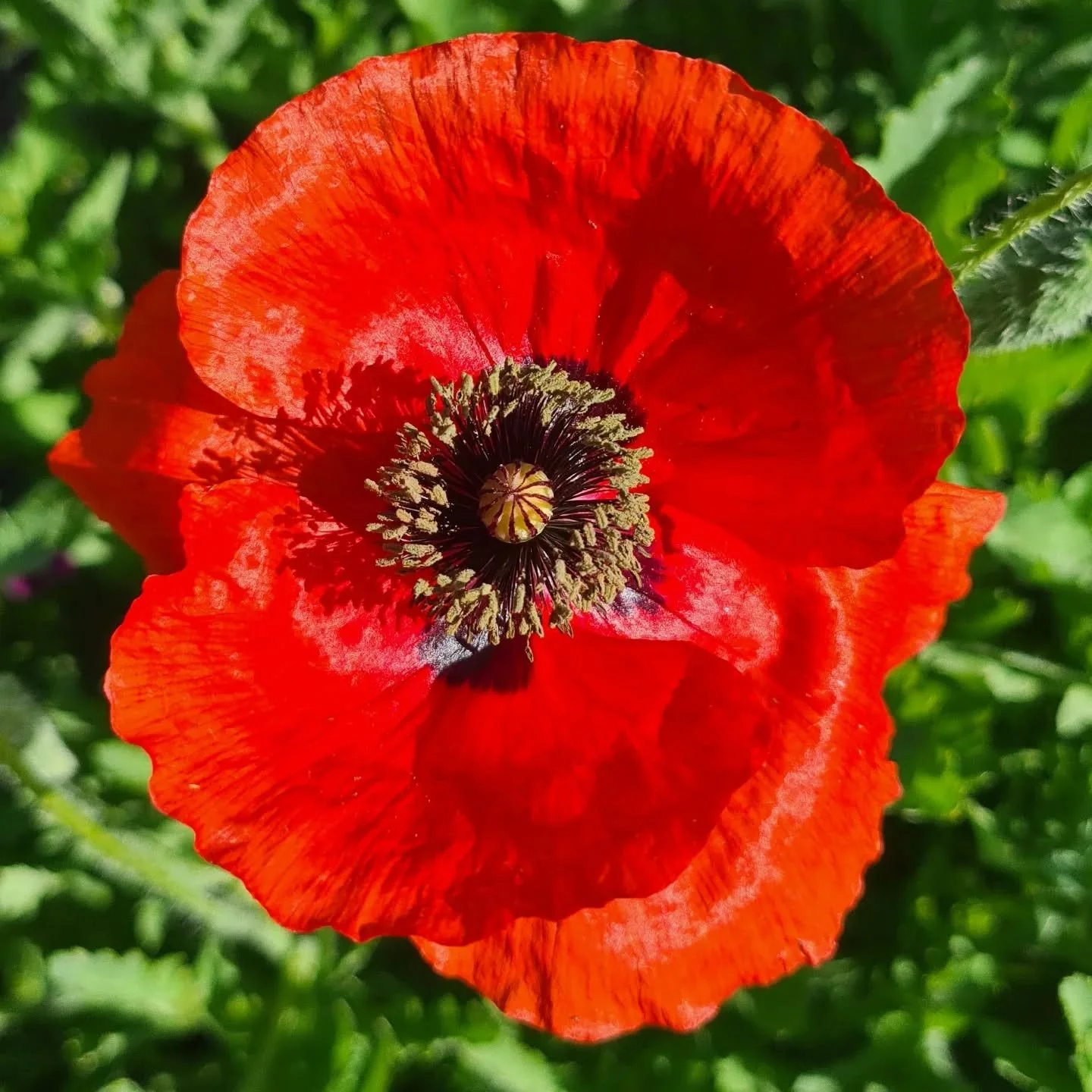 Remembrance Day, November 11 2025. A symbol of remembrance, the poppy comes in different guises:  Red for those who have served; purple for the animals who are alongside them. 

We honour and remember them.

#remembranceday2025
#lestweforget
#poppies