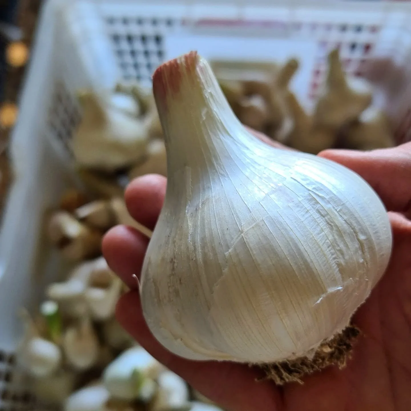 We're open today (Tues 30 Dec), shut tomorrow and Jan 1, so come &amp; get it now! Freshly grown, spray-free, potent, juicy Russian Garlic straight from our paddock. Planted almost two months later than usual due to all of the rain earlier this year 