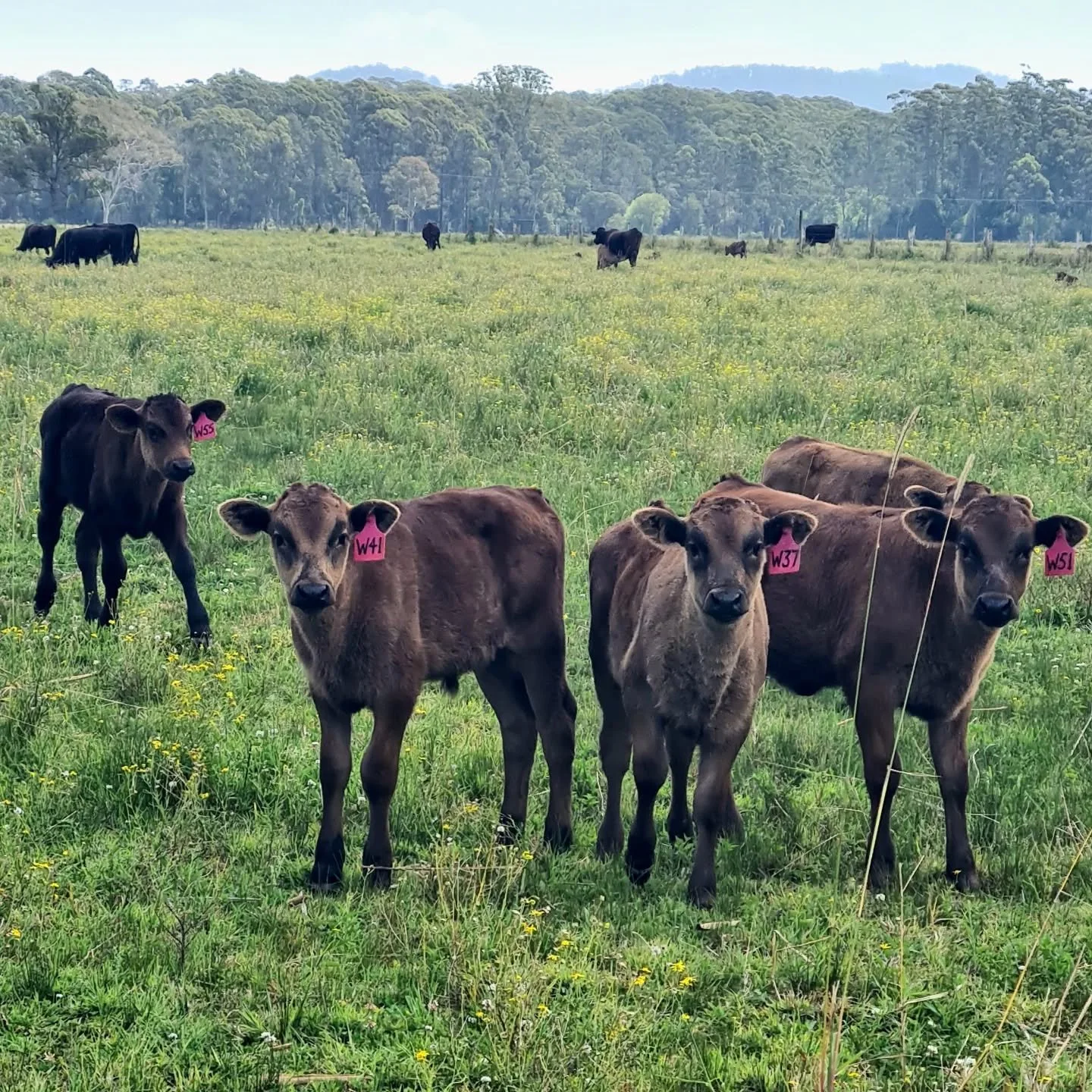 Calves are so cautiously curious! Like many, they learn through exploration, problem solving and social investigation to understand their world. Put simply, if they see something or someone new, they'll gather up their courage to check it out!

#wagy