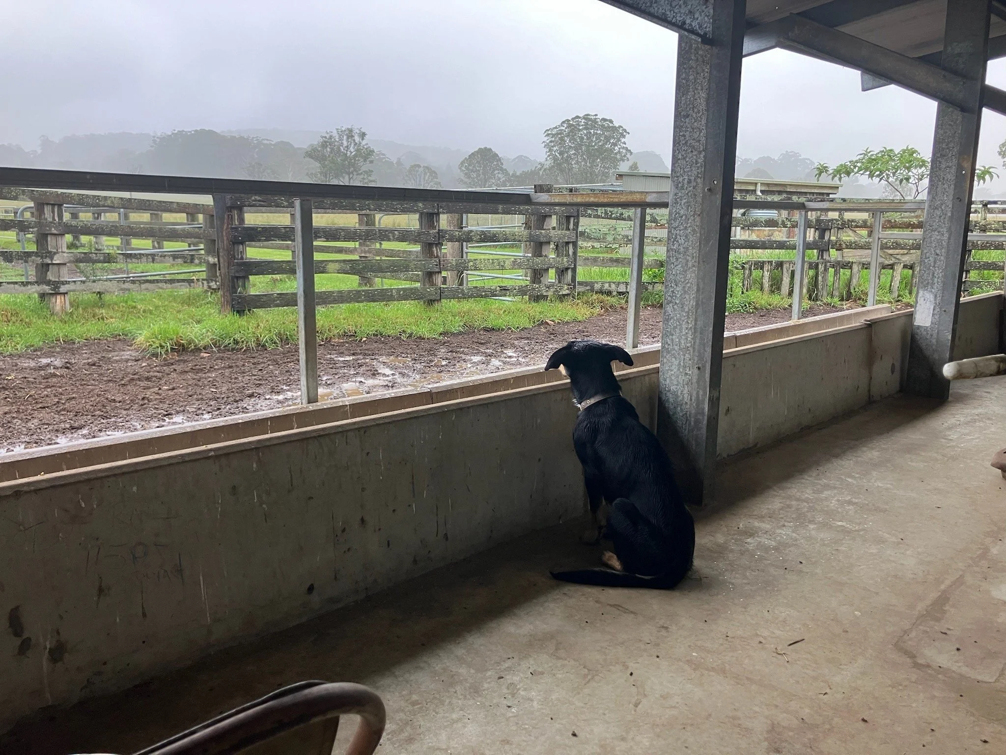 Waiting for the cows to come home! #workingdog #nabiac #barringtoncoast #midnorthcoastnsw #theartisanfarmernabiac