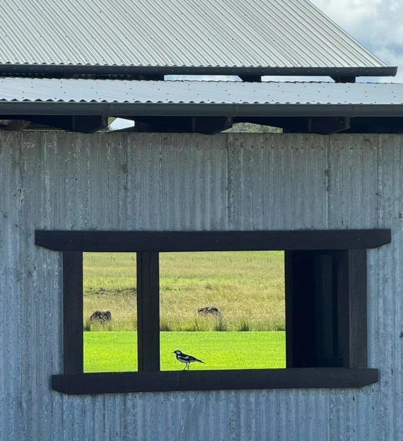 Bird watching!
#framed 
#theartisanfarmernabiac #midnorthcoastnsw #barringtoncoast #nabiac