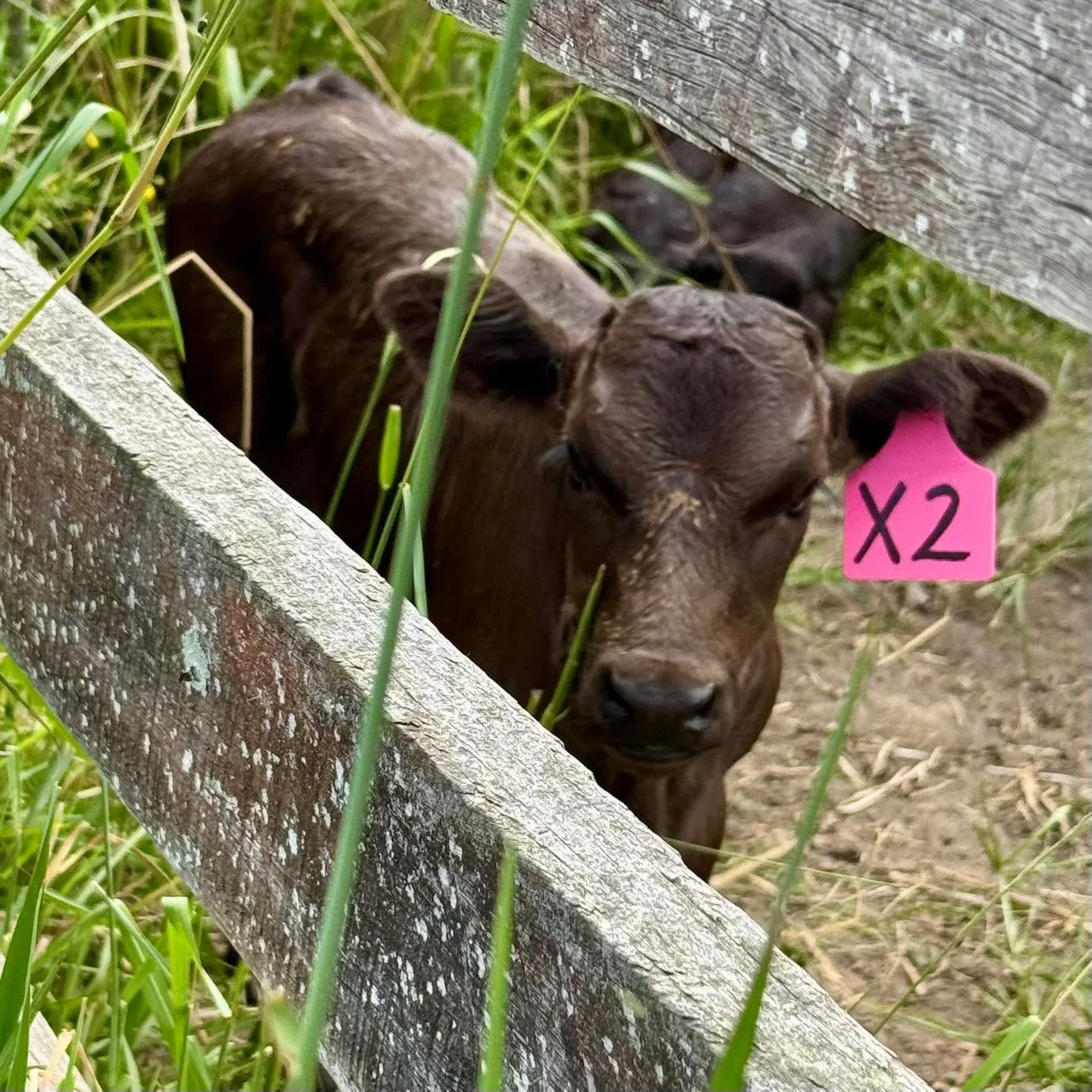 Our Wagyu are born and bred in the paddocks behind The Artisan Farmer. These two to four week old calves spent some quality time with farm manager Murray recently when he administered them with some basic but essential care, such as ear tags.

#thear
