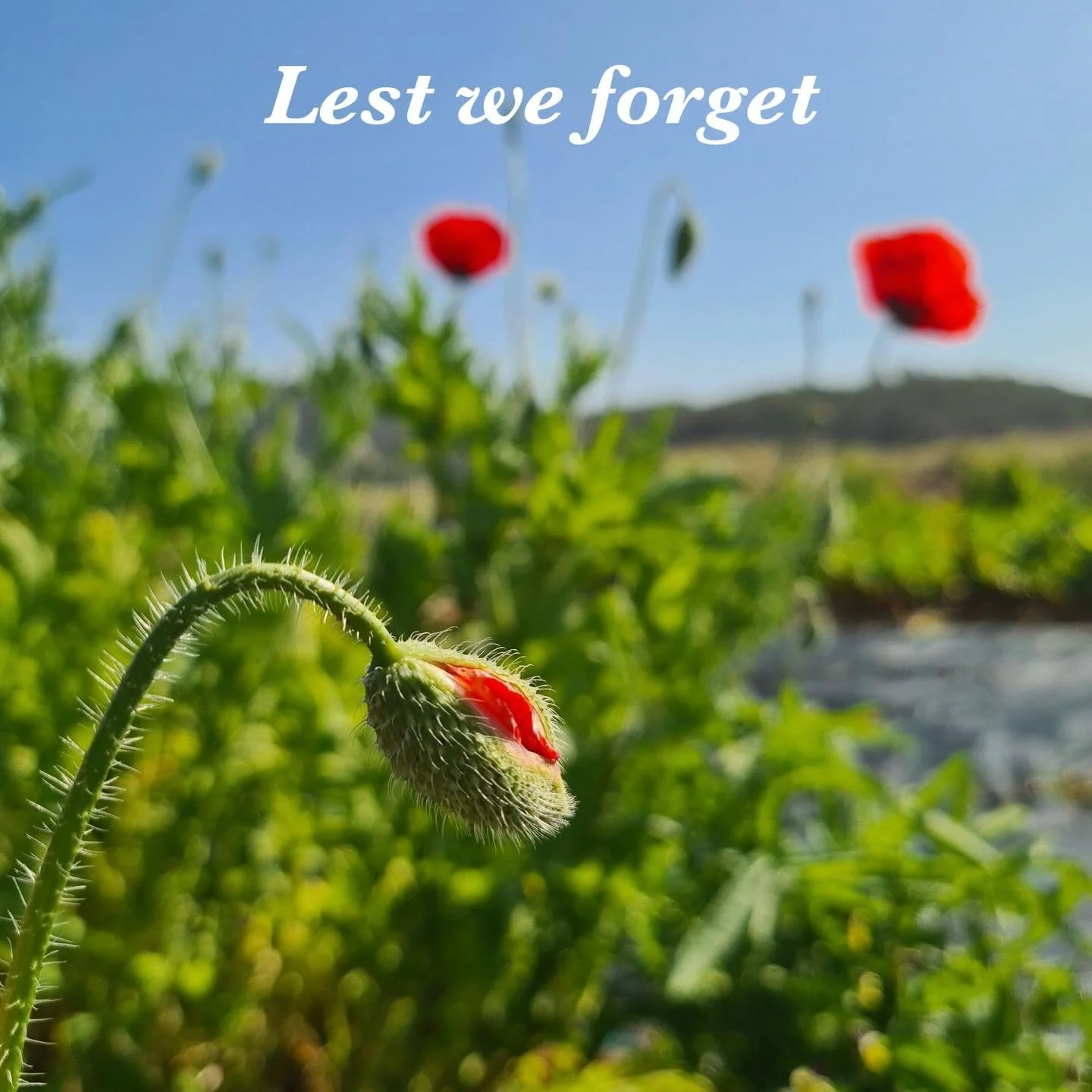 The Artisan Farmer thanks those who have served and sacrificed for our country.

We are closed from Anzac Day, re-opening on Wednesday 29 April. Please travel safely this long weekend.

#theartisanfarmernabiac #midnorthcoastnsw #barringtoncoast #nabi