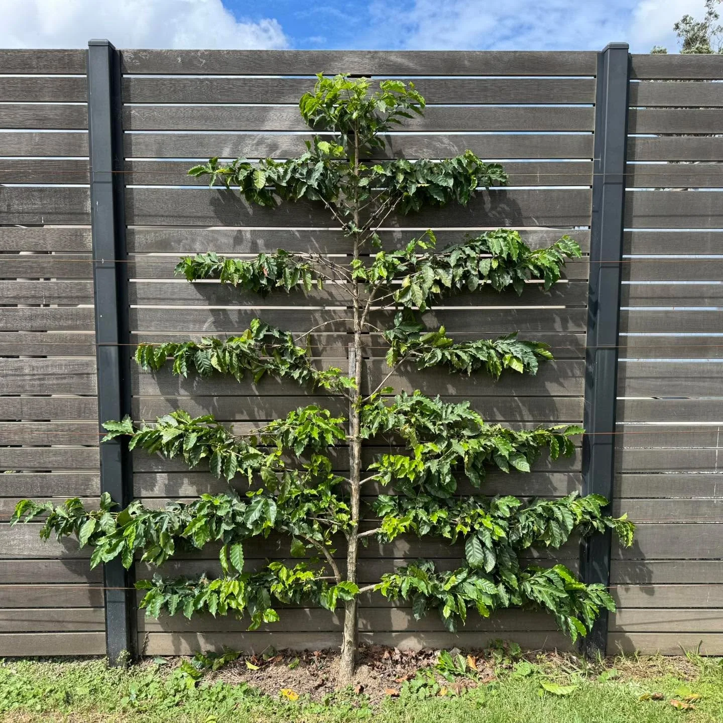 Coffee, anyone?! You may have noticed an unusual looking plant spreading out against a wall near our back gate. This is a coffee plant which is been espaliered - that is, we&rsquo;re training it to grow flat against a wall. Traditionally this techniq