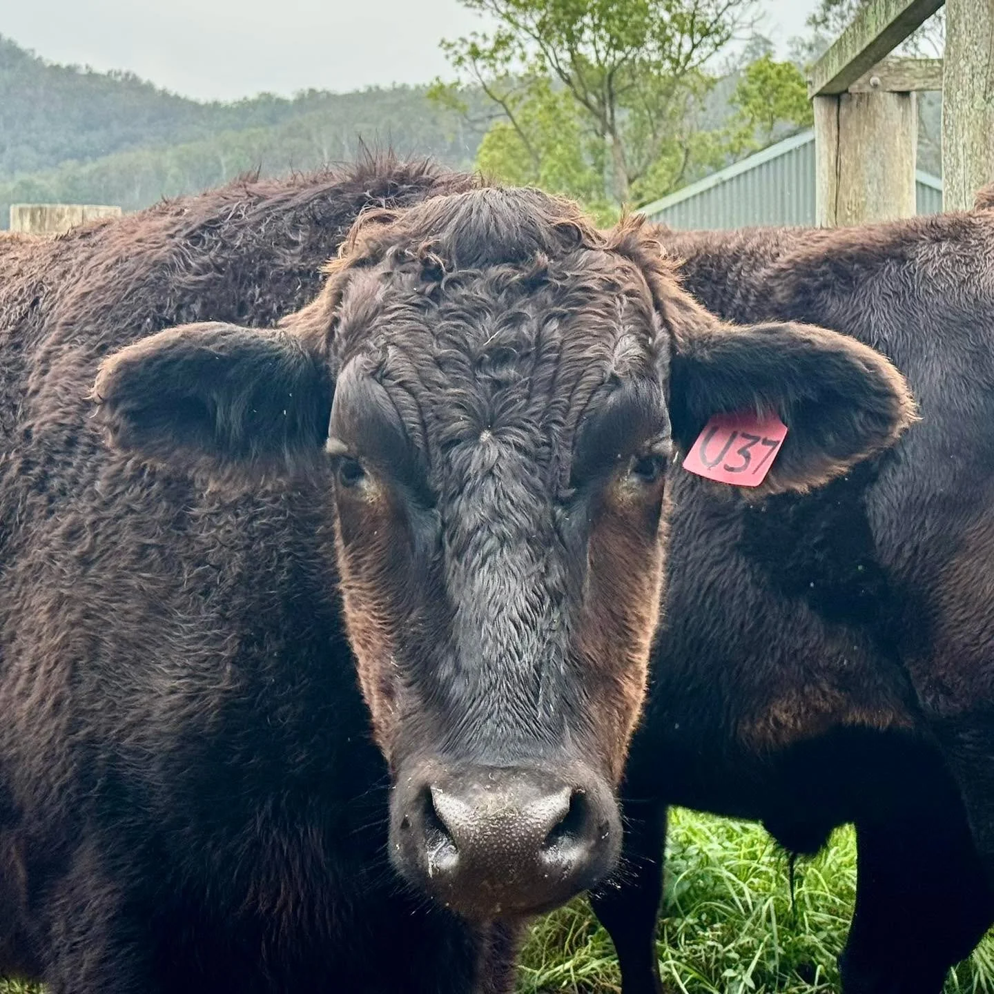 Waiting for his daily breaky. This Wagyu steer knows the joy of patient anticipation, with a morning muesli on its way full of goodness including barley and corn, followed by the grassy pastures of the paddocks adjoining The Artisan Farmer. 
#thearti