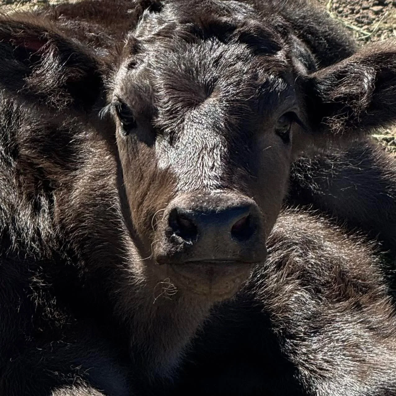 Spring is well &amp; truly in the air. The grass is growing and the Wagyu calves in the neighbouring paddocks are content. 

#theartisanfarmernabiac #midnorthcoastnsw #barringtoncoast #nabiac #wagyu #calf