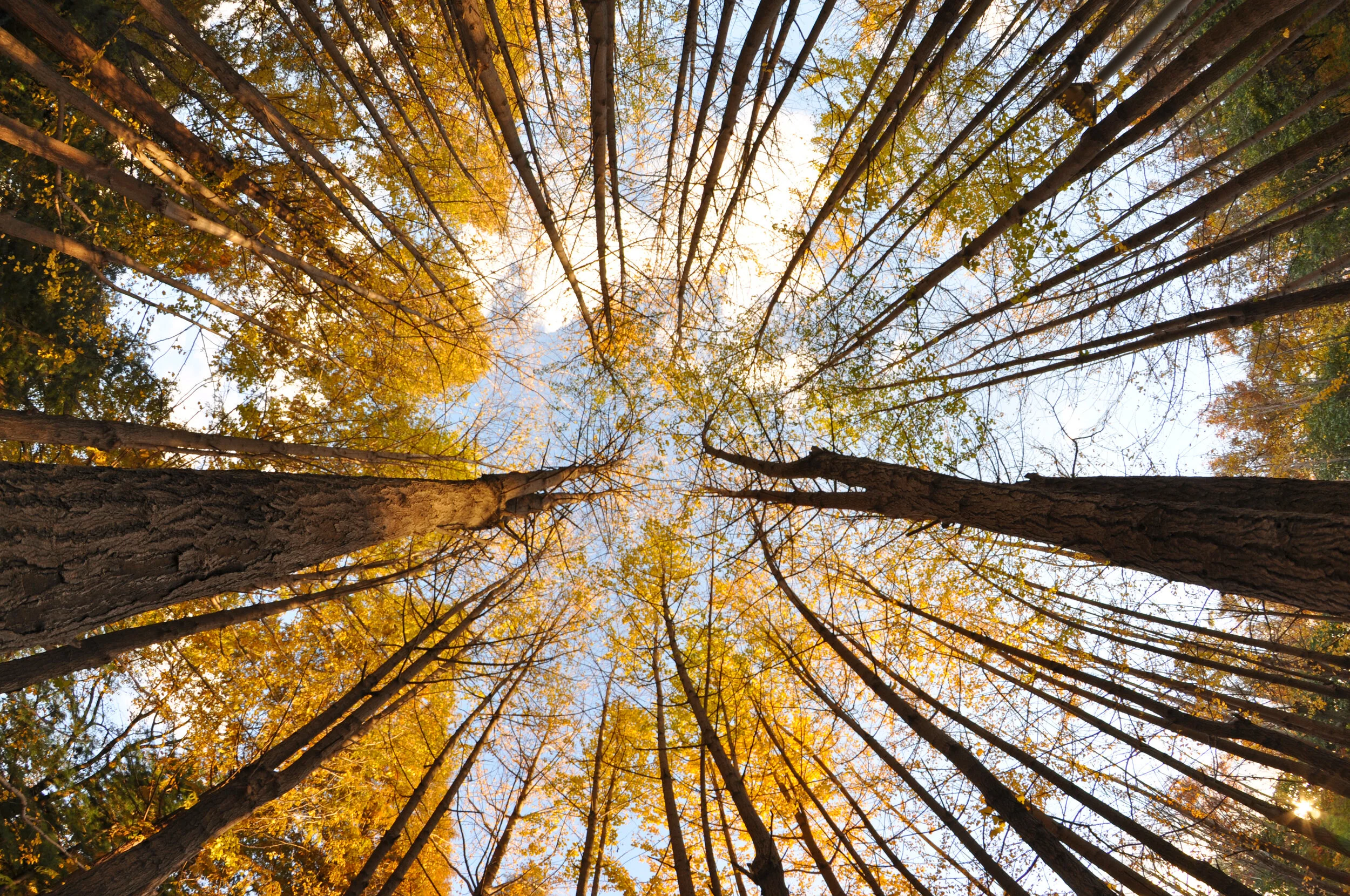 ATO announces 2015/16 superannuation rates and thresholds