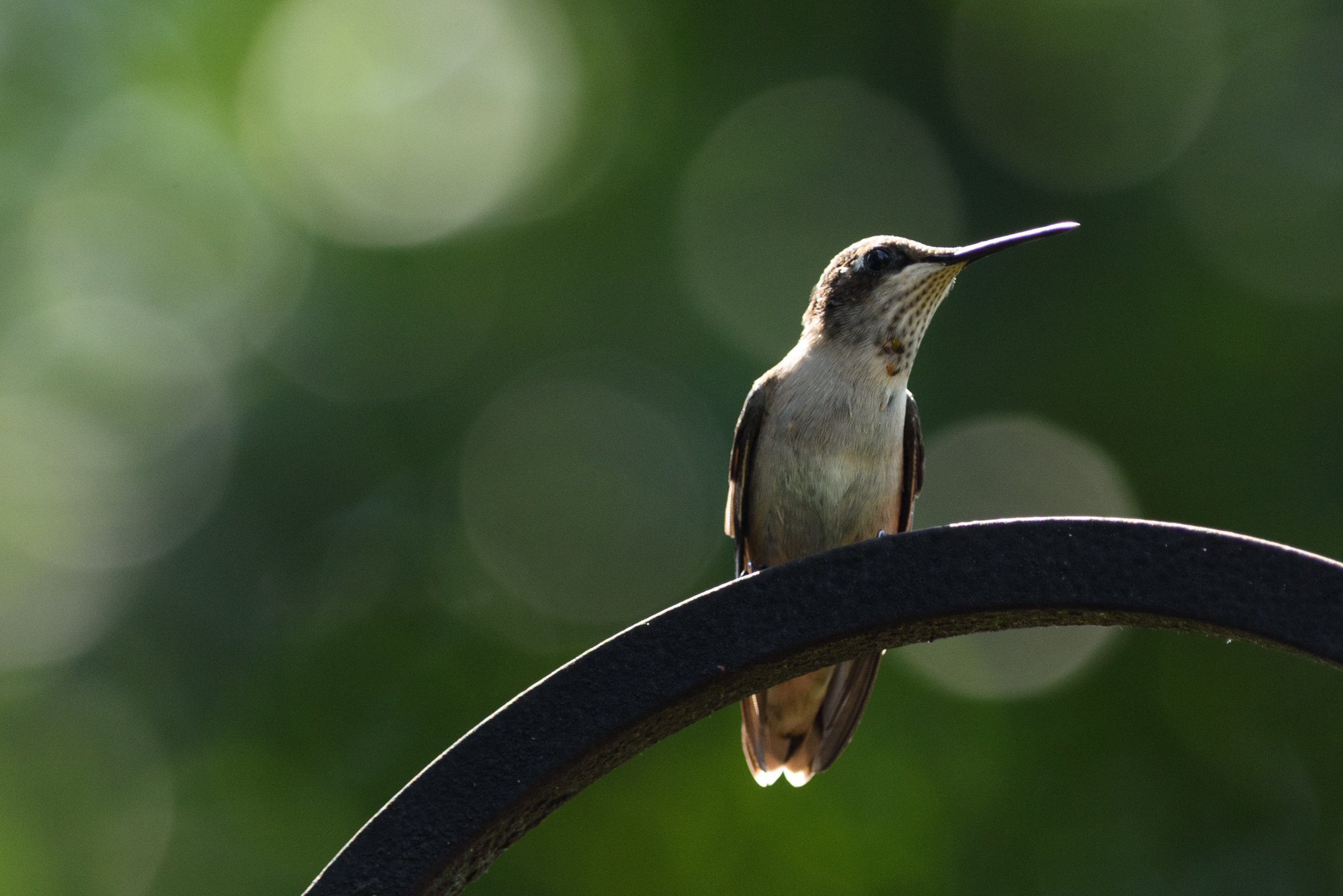 Hummingbird Close-up