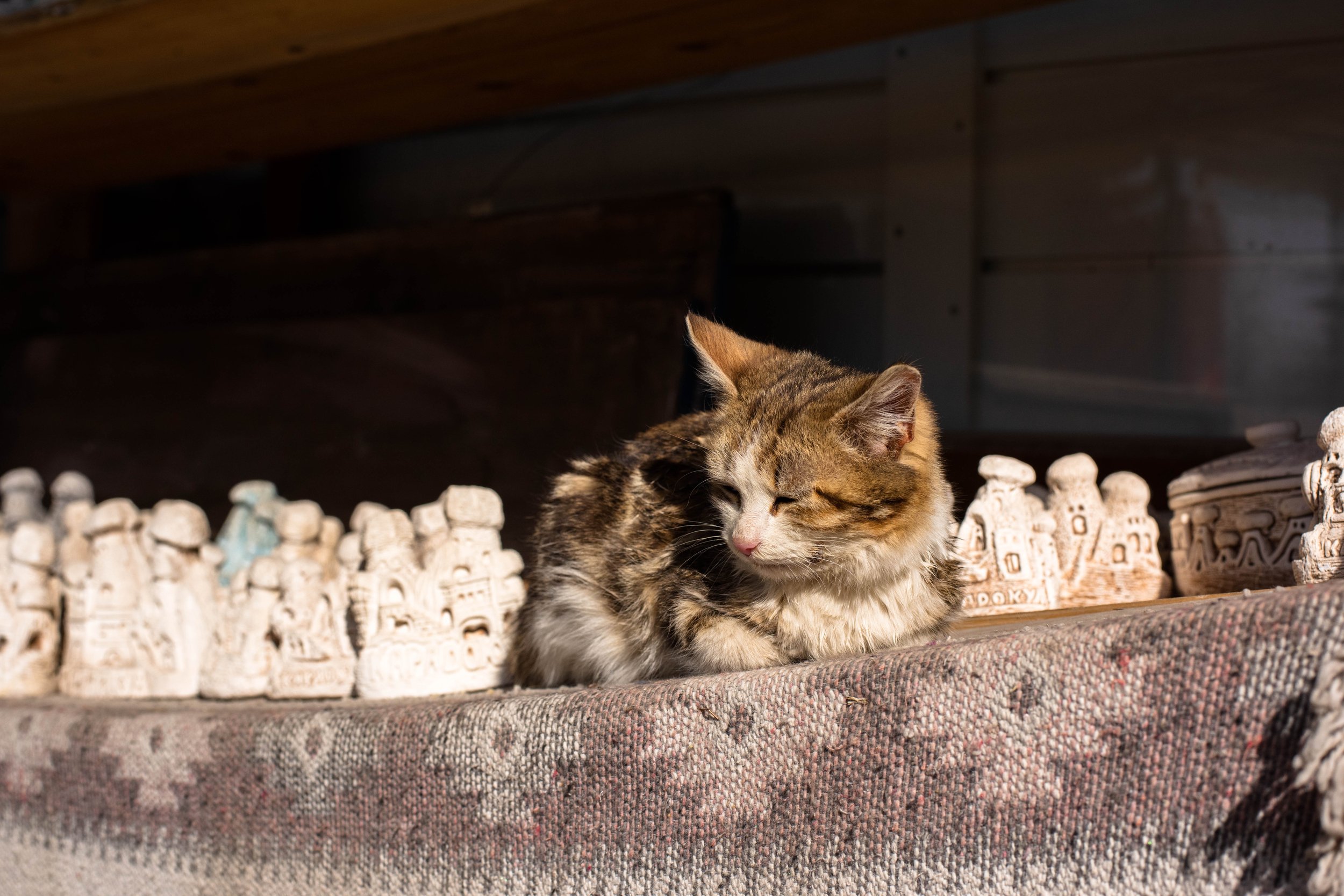 Cappadocian Kitten, Turkey
