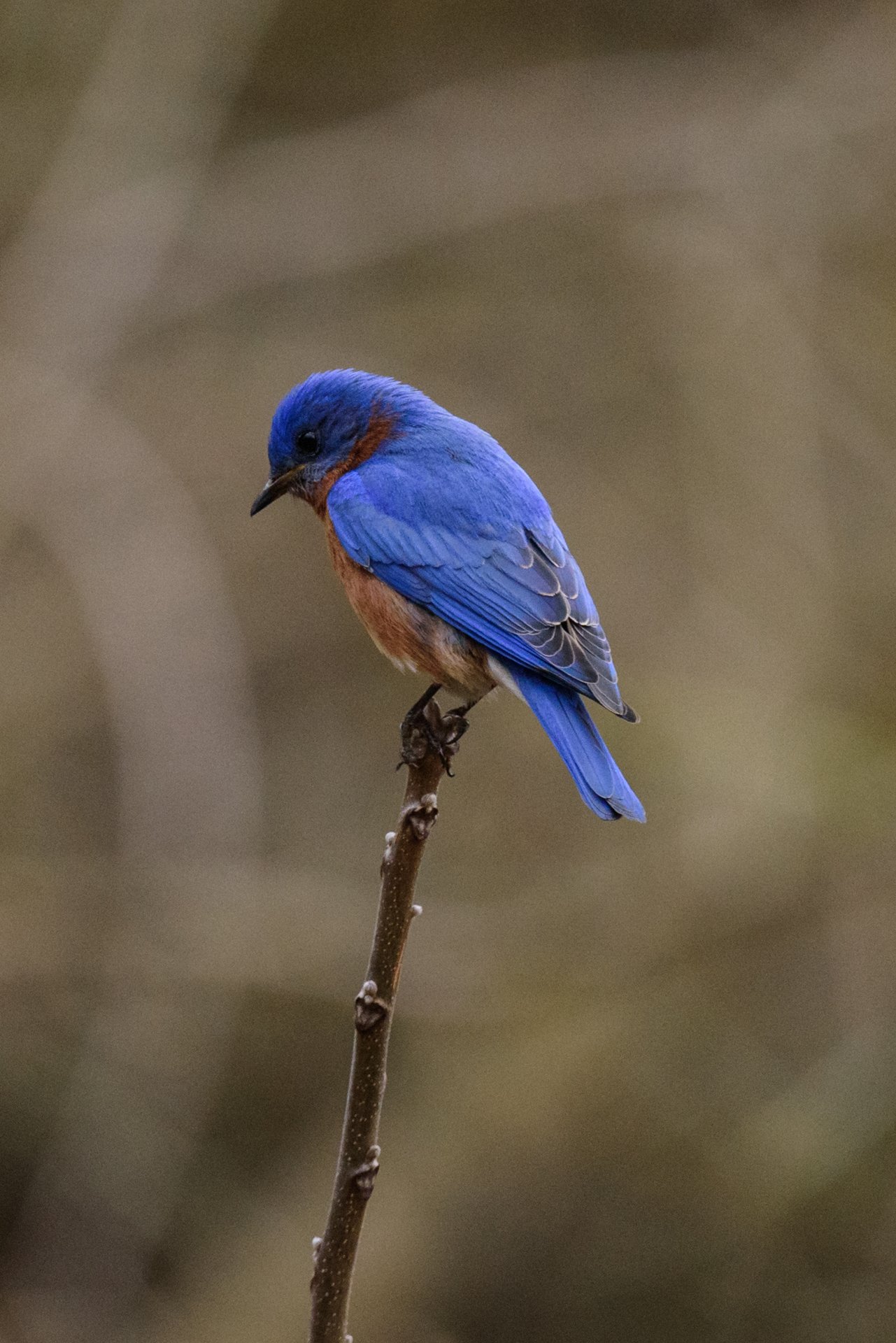 Eastern Bluebird