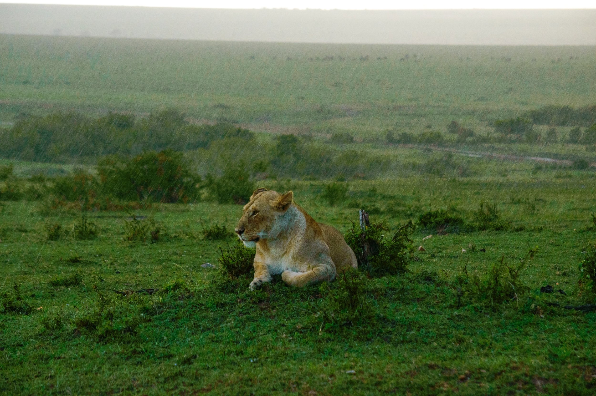 Lion in the Rain
