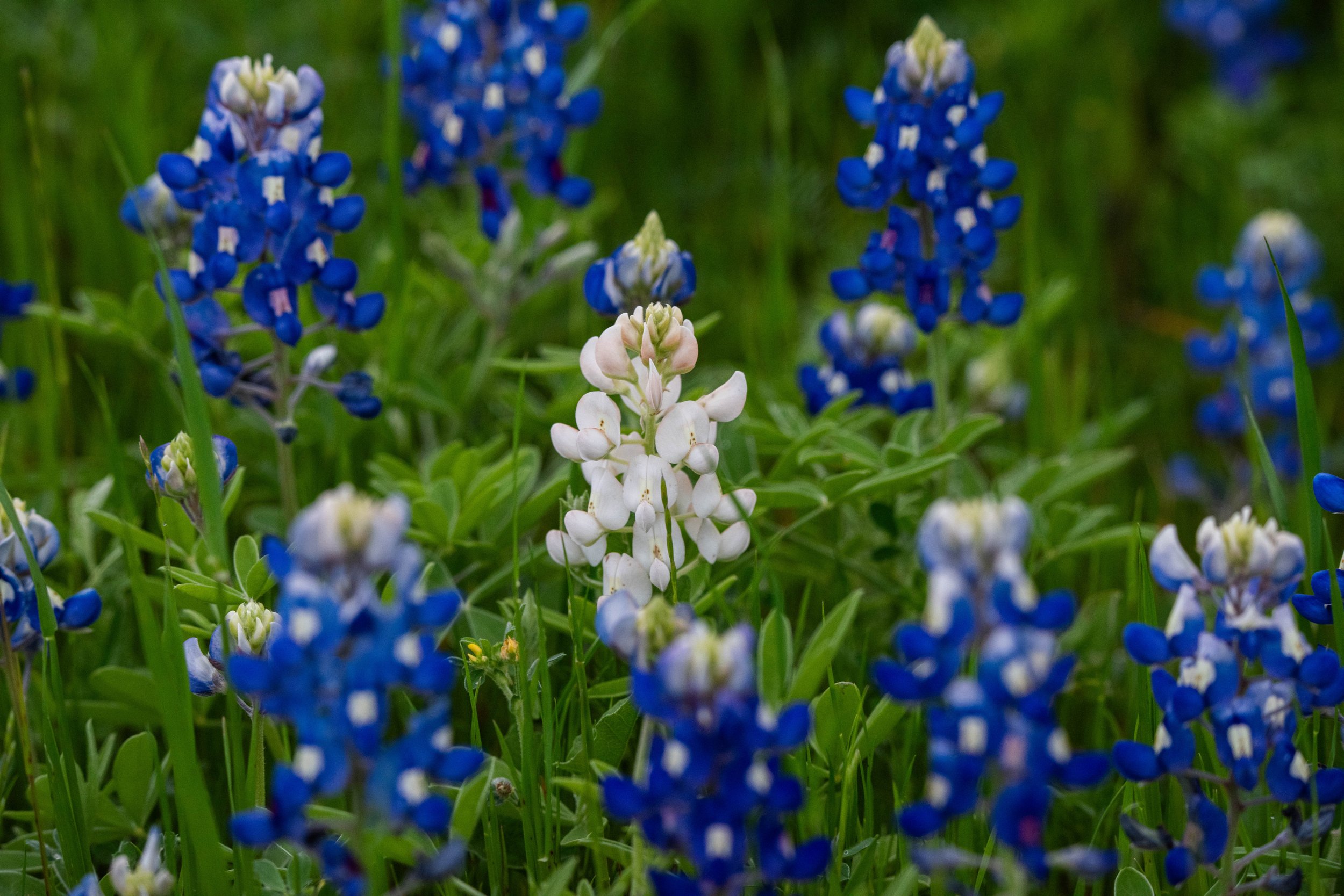 White Texas Bluebonnet, Austin, TX