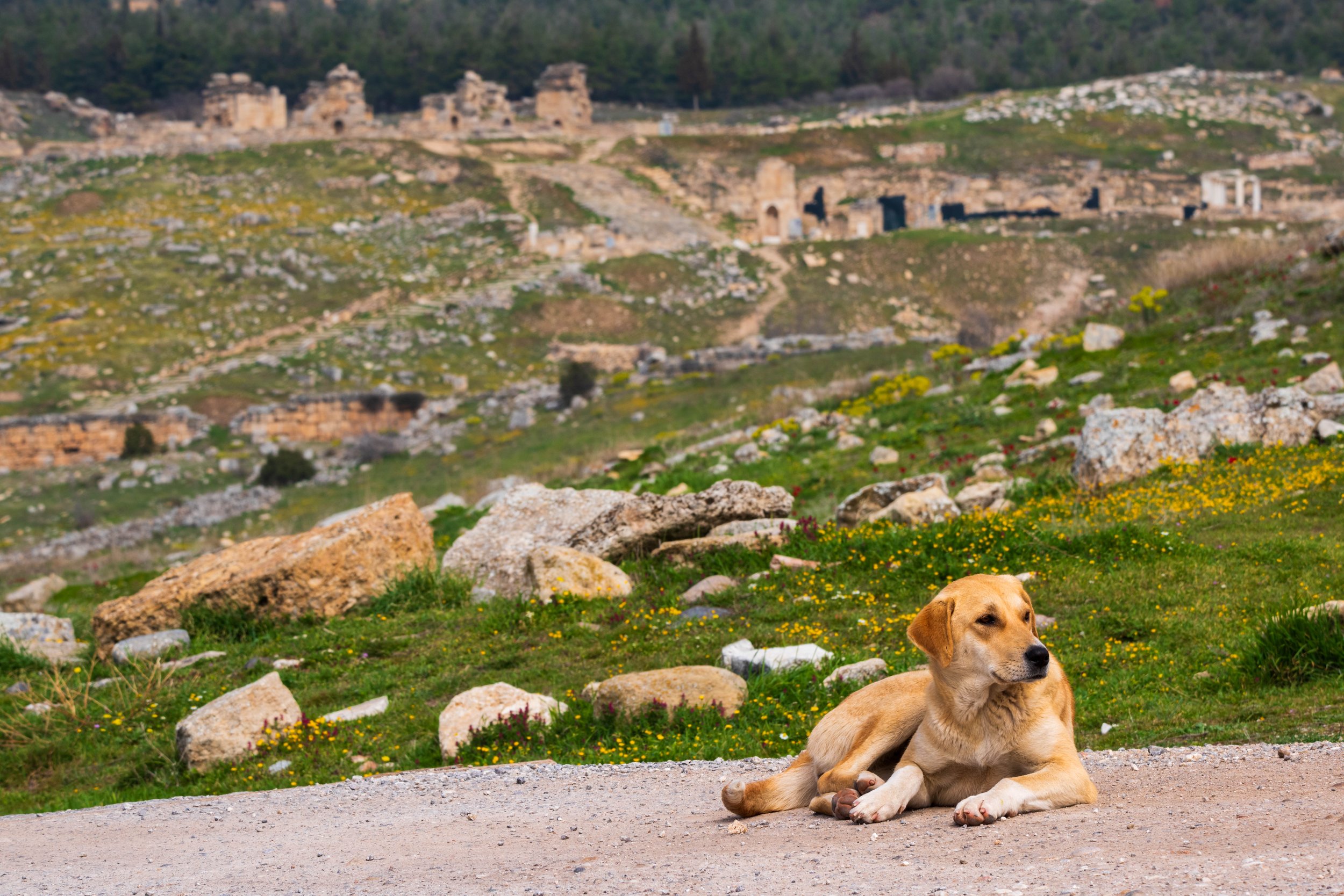 Dog of Pamukkale Heiropolis Ruins