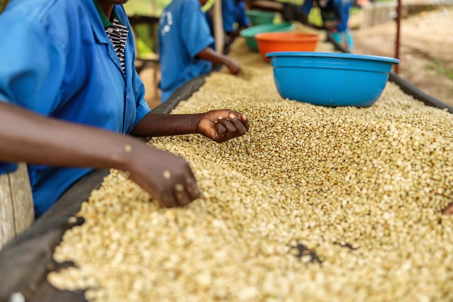 drying tables are full as Rwanda enters the peak of the 2024 harvest 🌞

we&rsquo;ll be sharing lots of updates here in the coming weeks as we prepare for our visit in June! 

now is the time to start thinking about needs for next year if you&rsquo;d