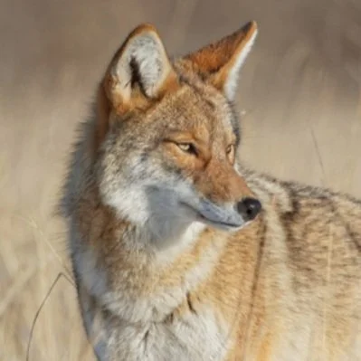 Co-existing with Coyotes 