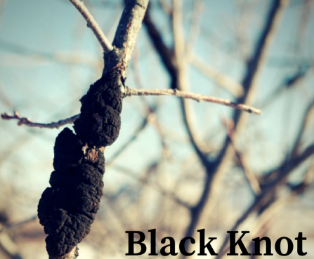Black Knot