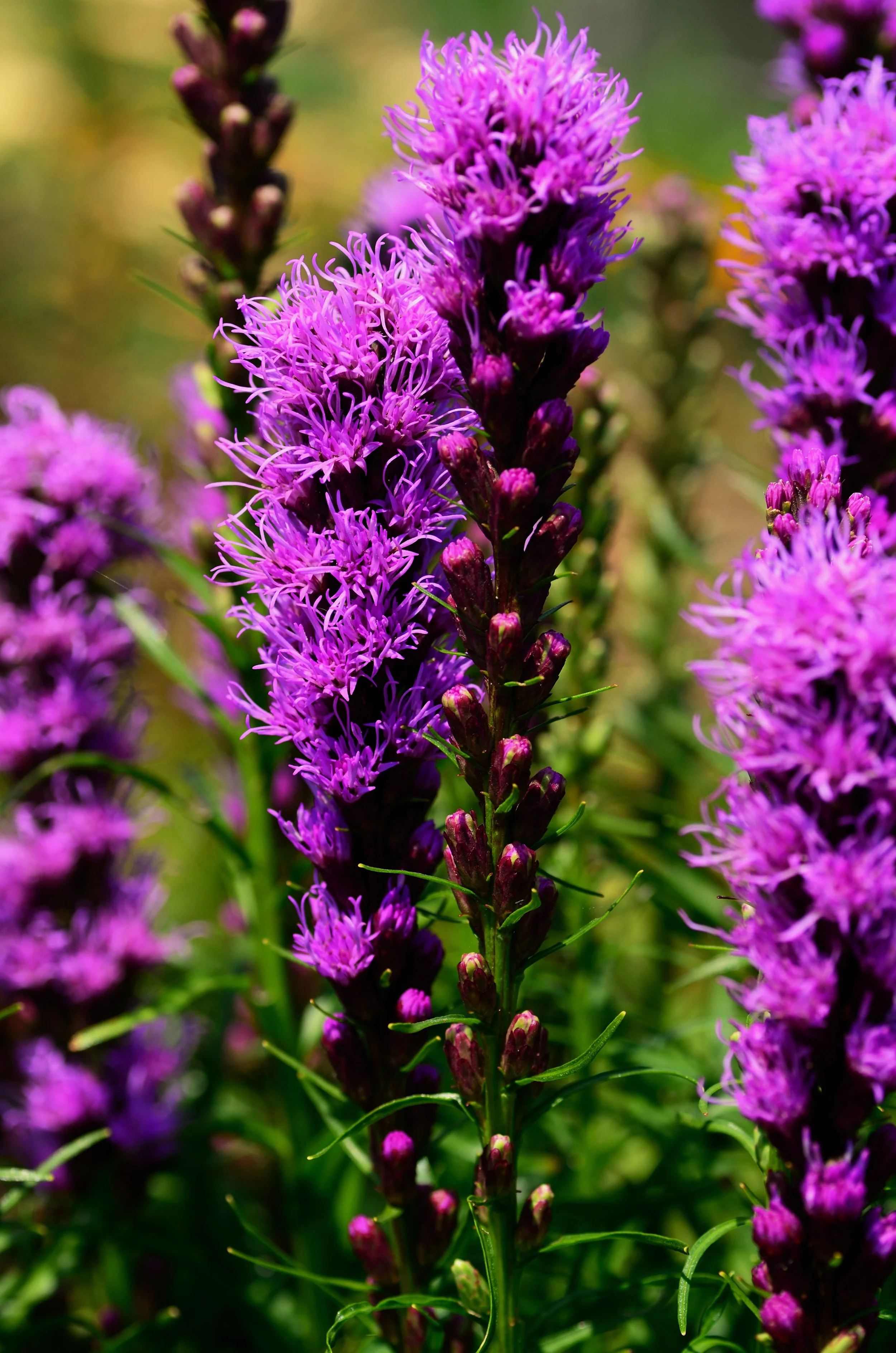 About — The Prairie Farm