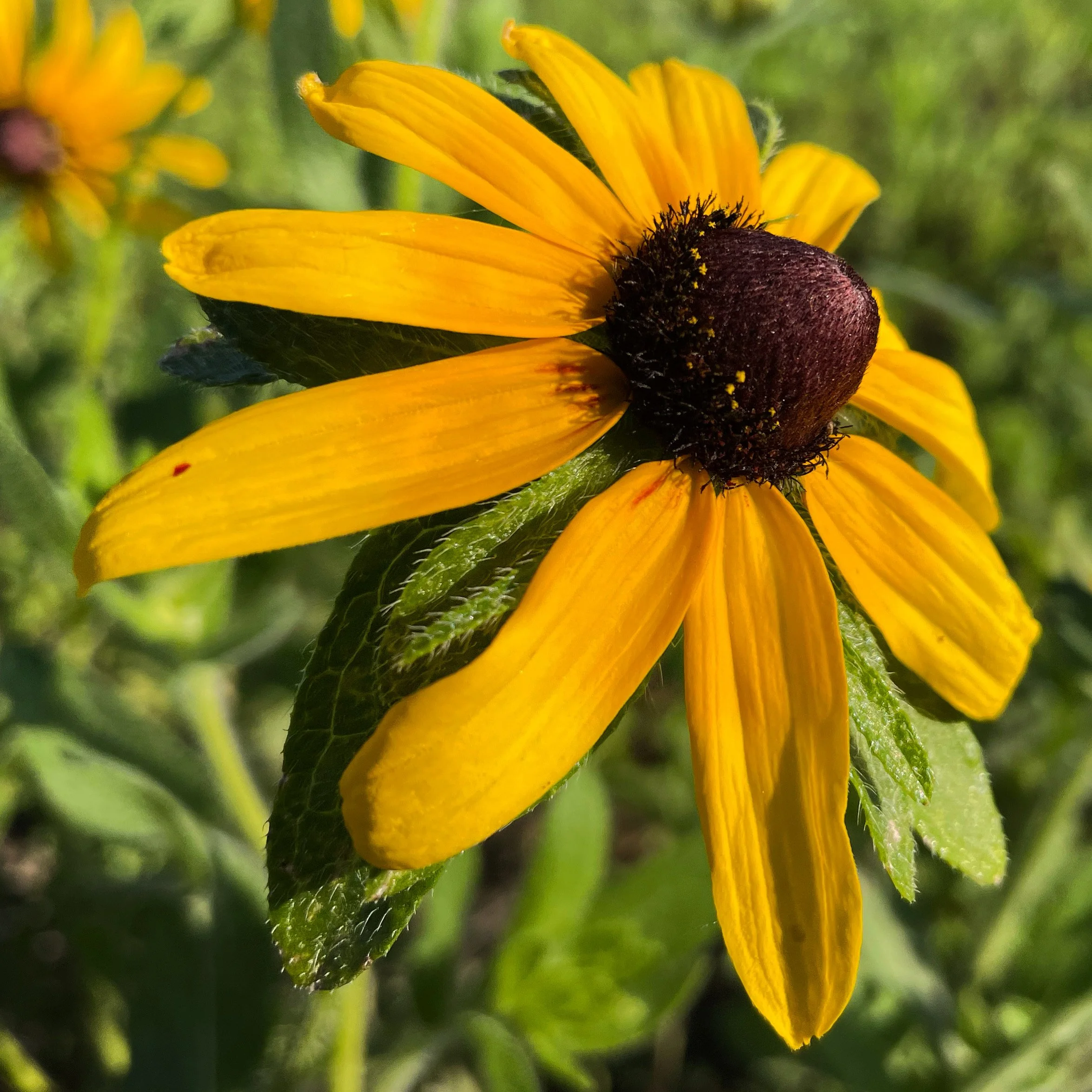 Why are native flowers so much better?