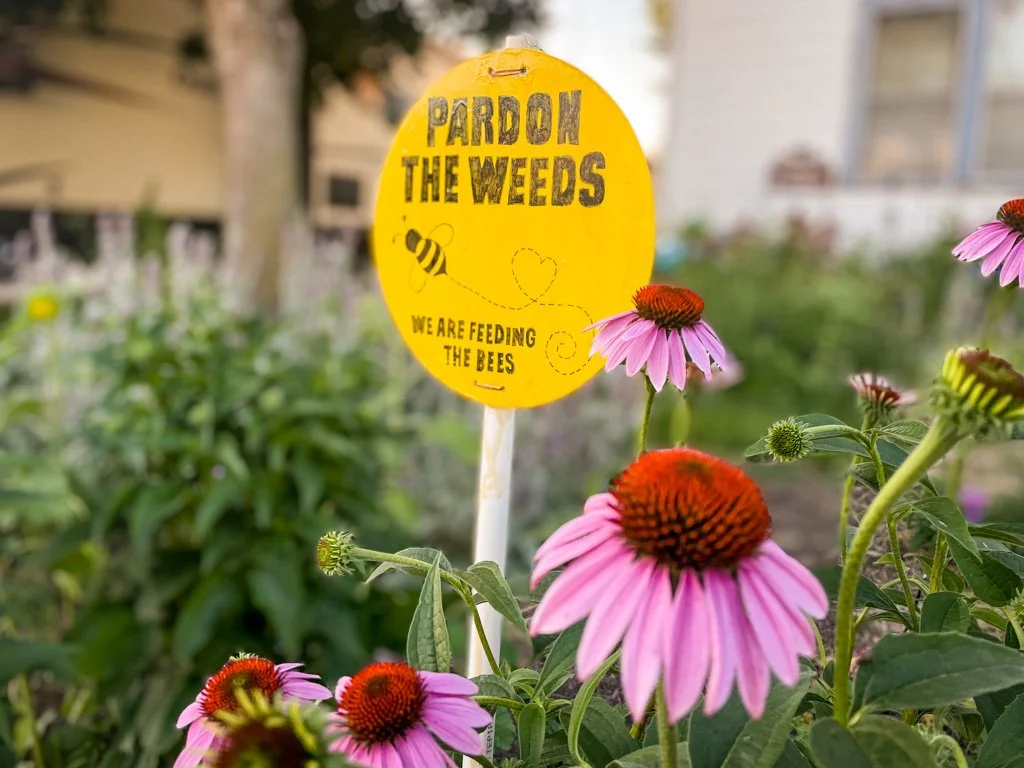 When is the best time to plant wildflowers and prairie grass