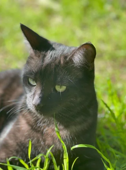 🐾 Telepathic Communication with Your Cat: A Gentle Practice