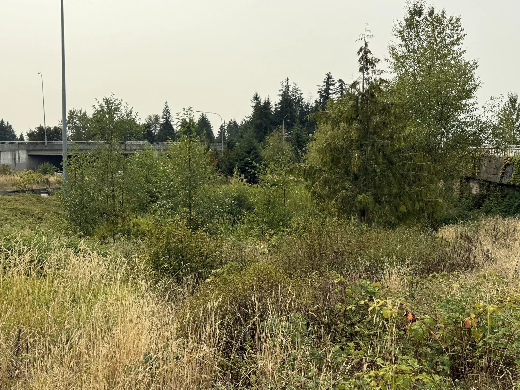 South Everett Park & Ride before stormwater facility restoration