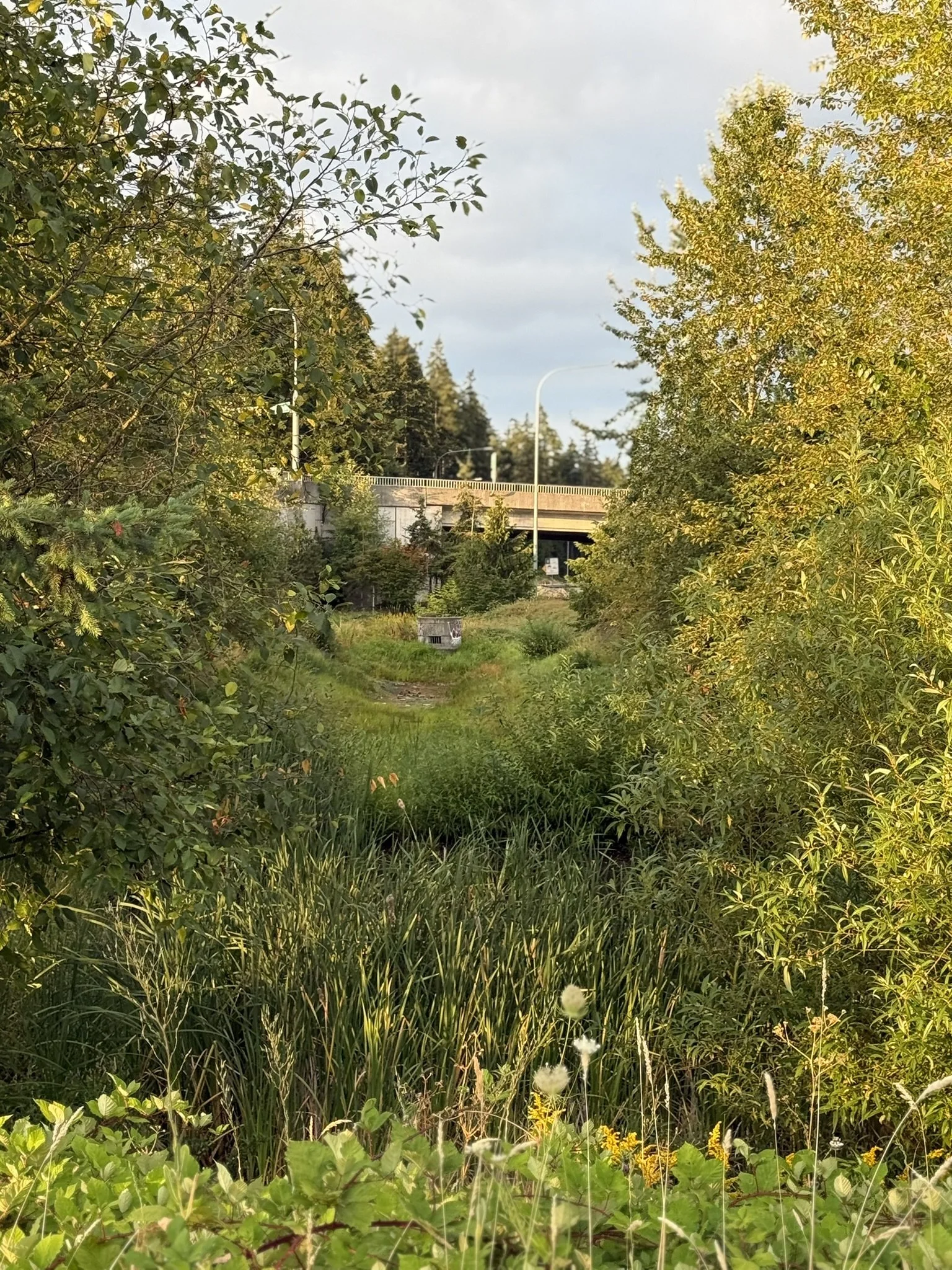 A lush green natural landscape with tall grass, bushes, and trees under a cloudy sky. There's a bridge or overpass in the distance with some streetlights, and a pathway leading into the greenery.