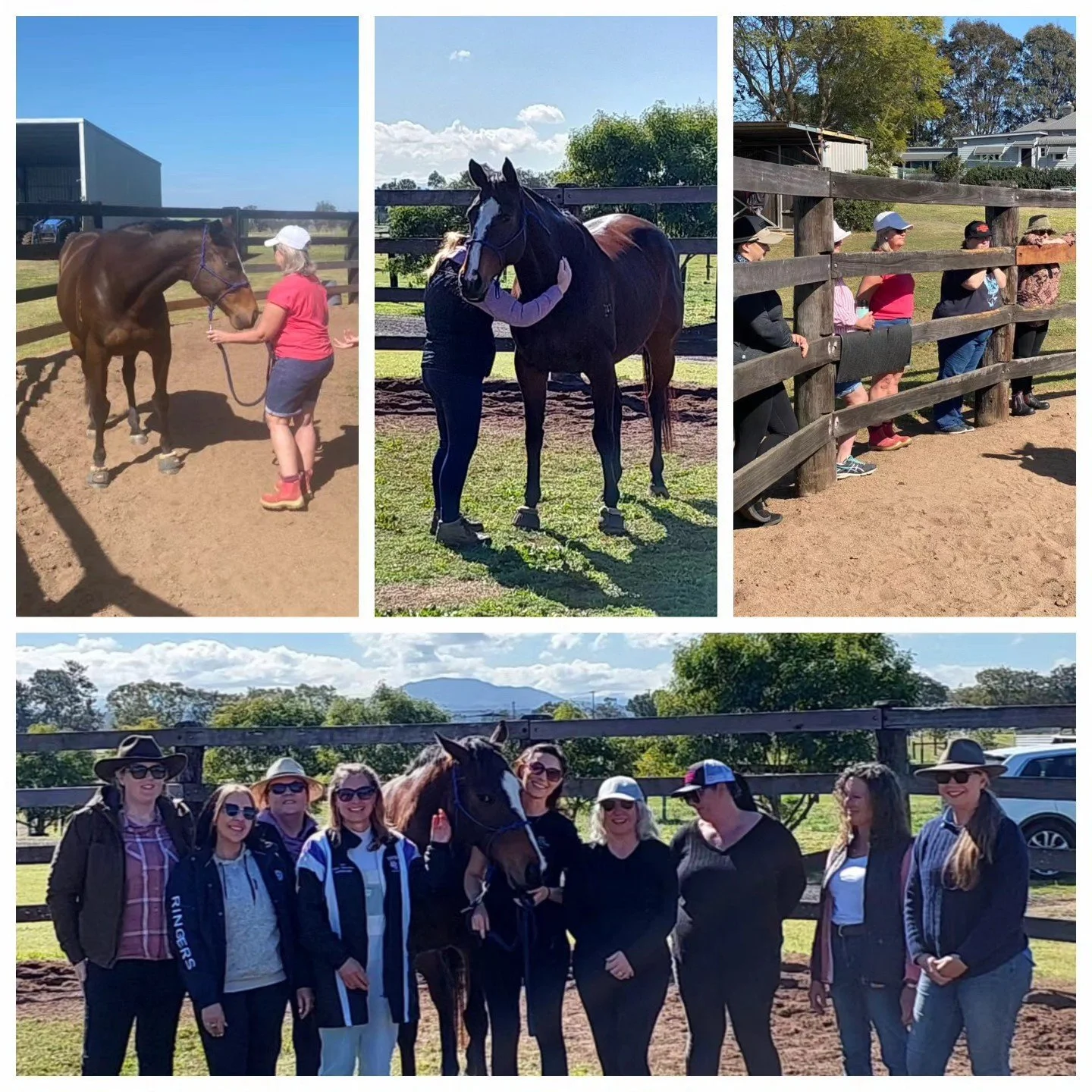 Group of women and horses at an outdoor horse riding facility, with women holding and surrounding the horses, on a sunny day with trees and mountains in the background.
