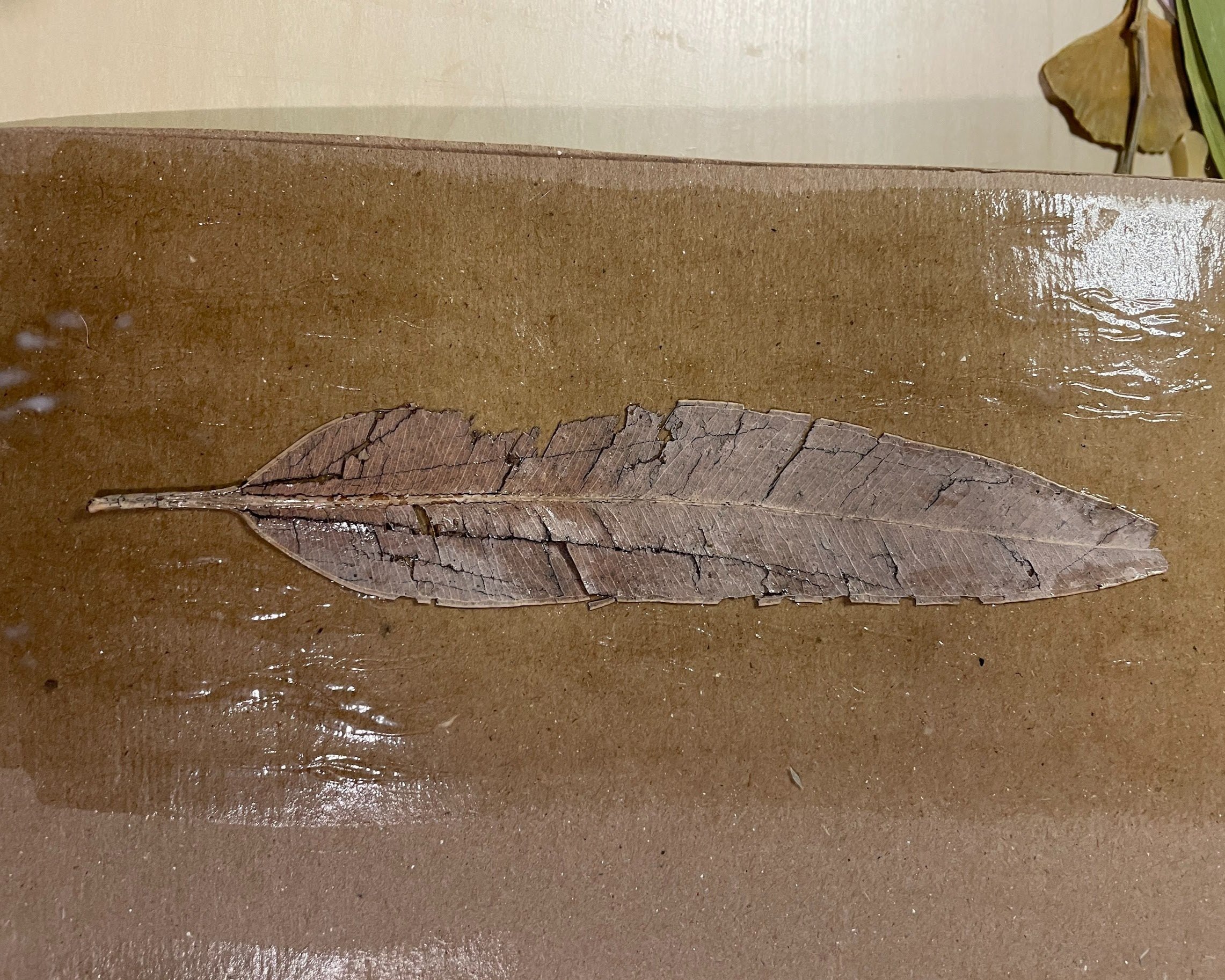 Glue and plant material