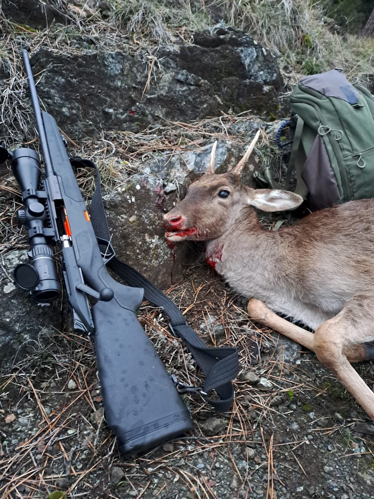 Daino fusone con Beretta BRX in 3006