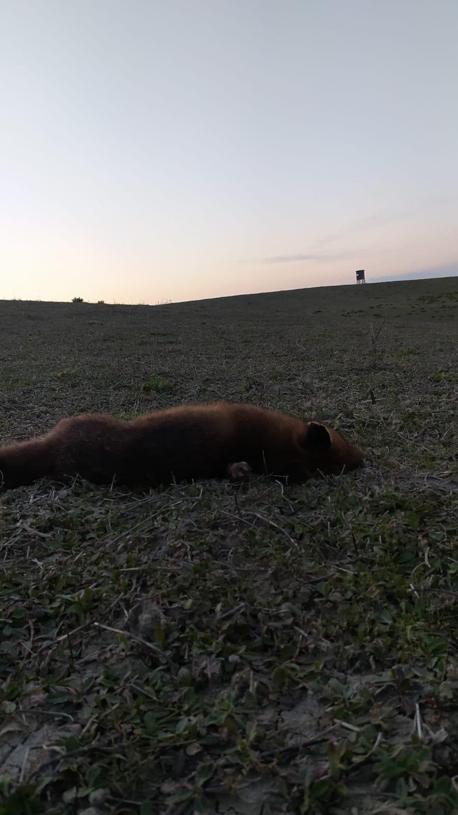 caccia all'aspetto con carabina
