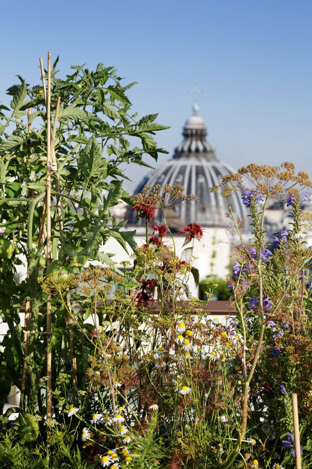 Agence_Christophe_Gautrand_Thierry_Marx_chef_hotel_Mandarin_Paris_Rooftop_Potager 2