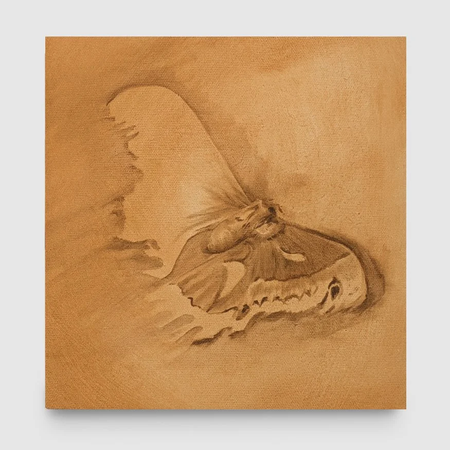 Death Moth Study, oil on canvas mounted on board,  7.5 x 8 in, 2019 - $235