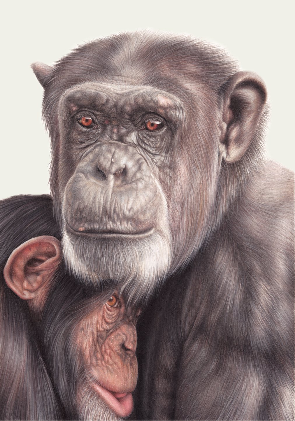 chimpanzee.jpg
