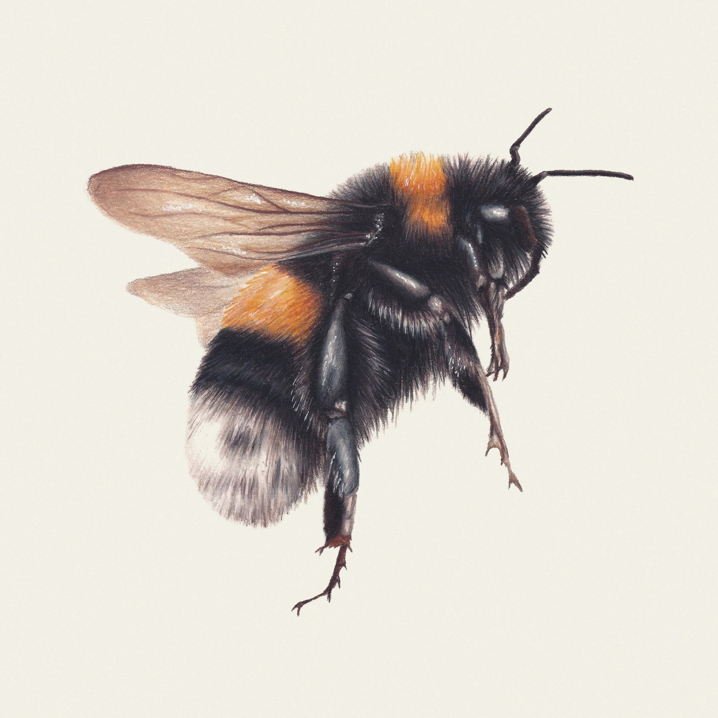 bee.jpg