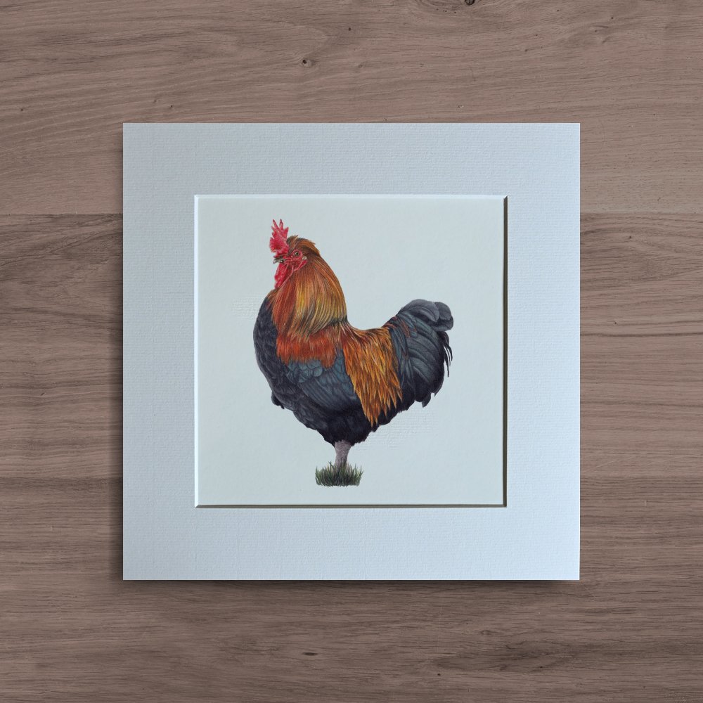 chicken.jpg