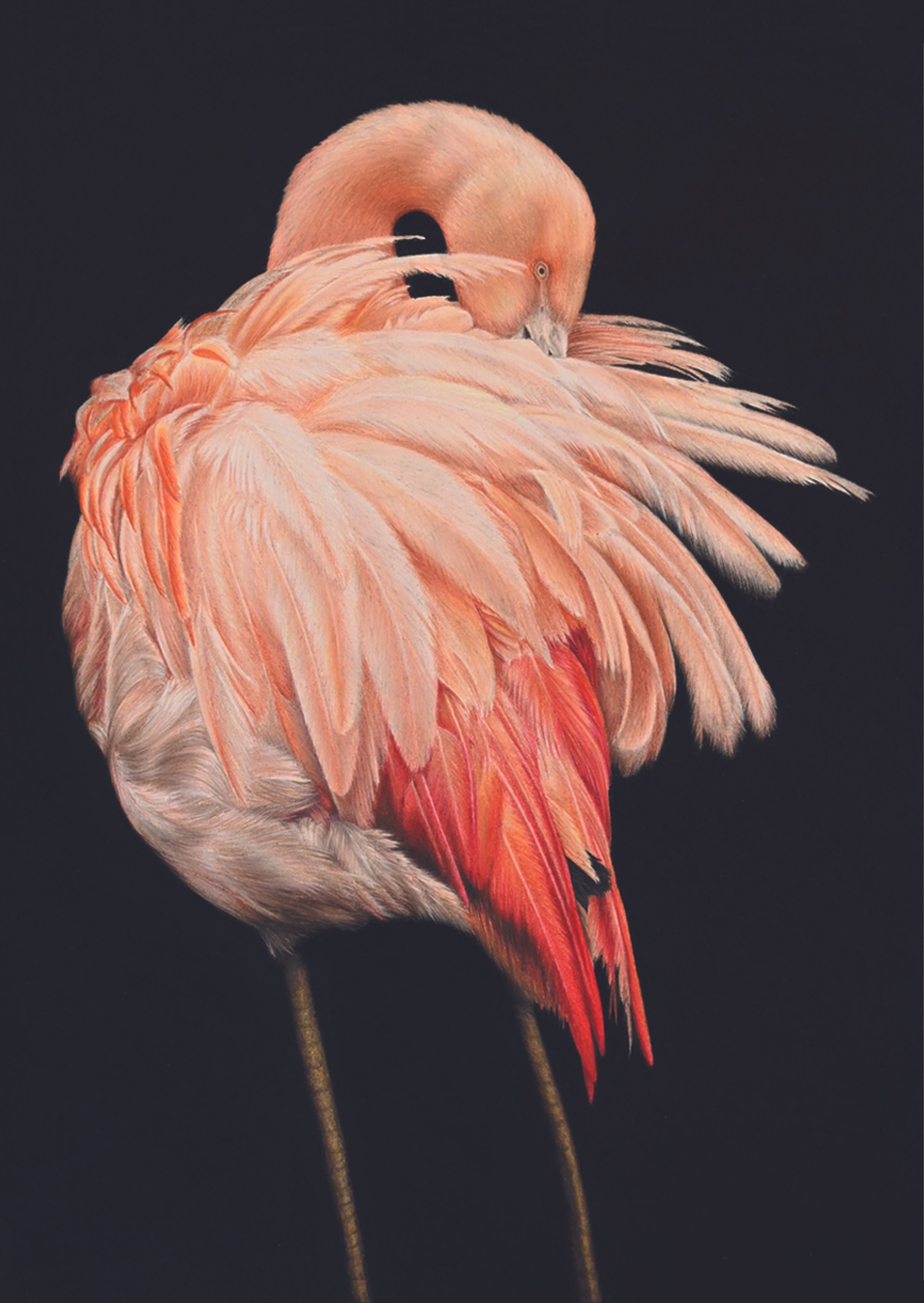 flamingo2.jpg
