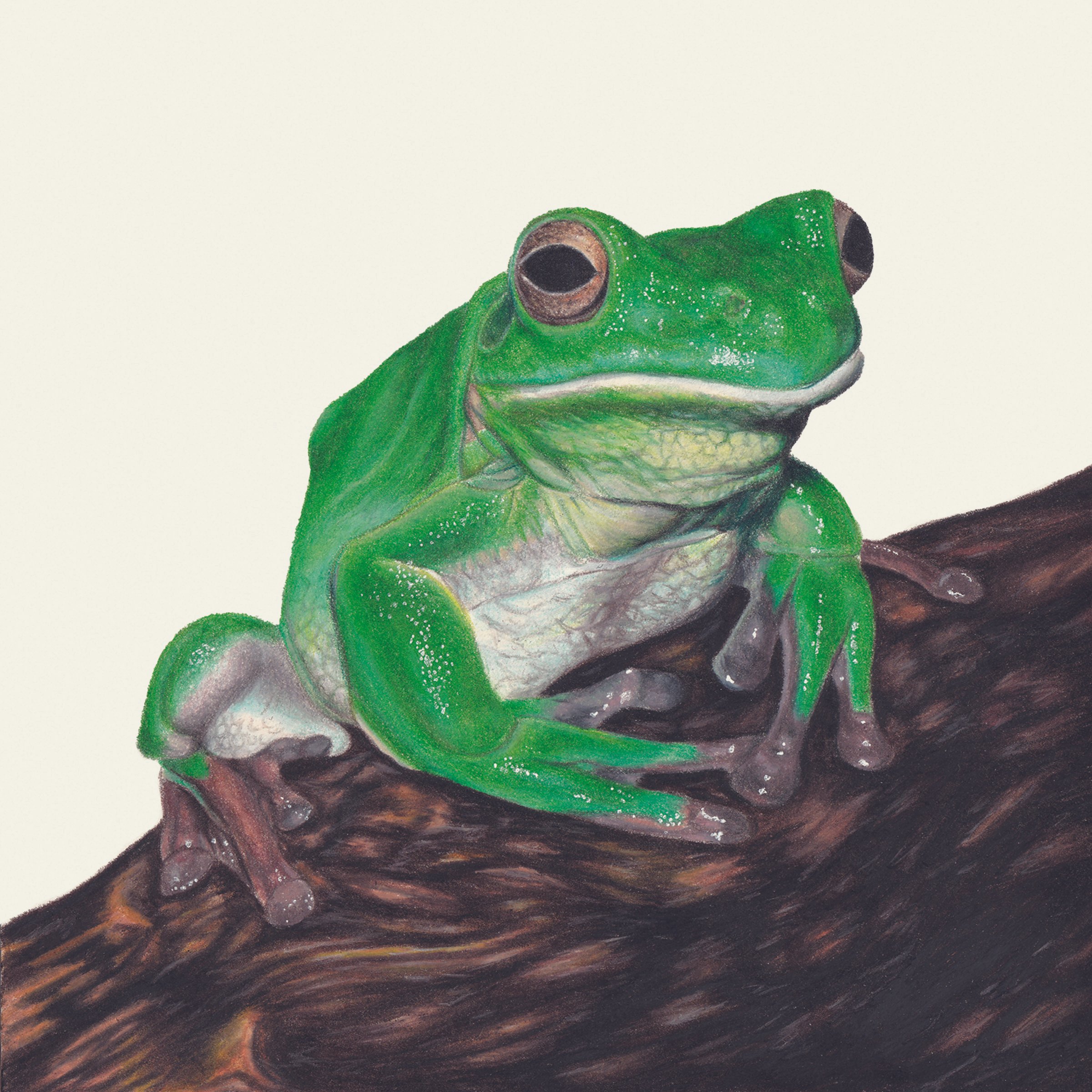 Frog on a Log
