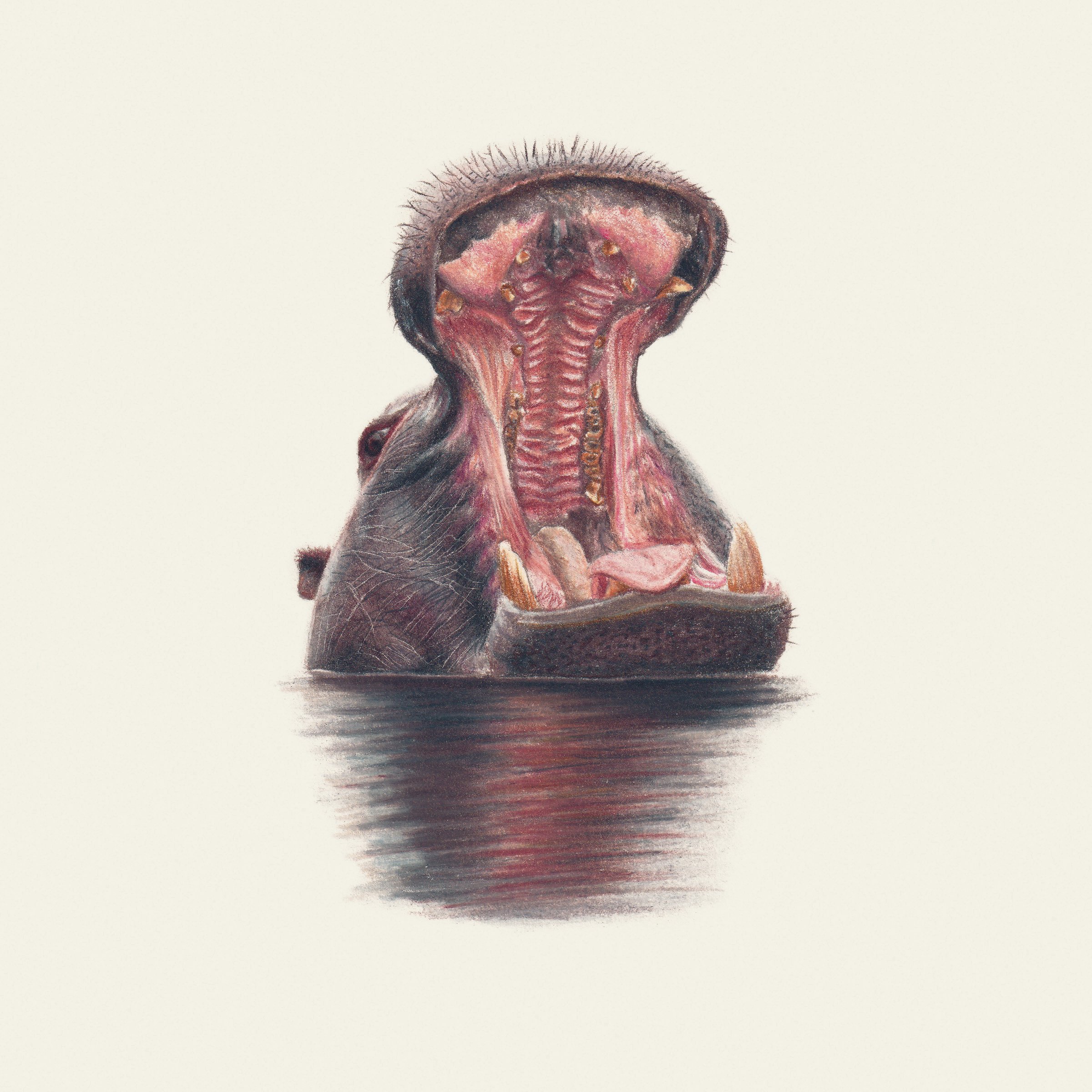 Happy Hippo