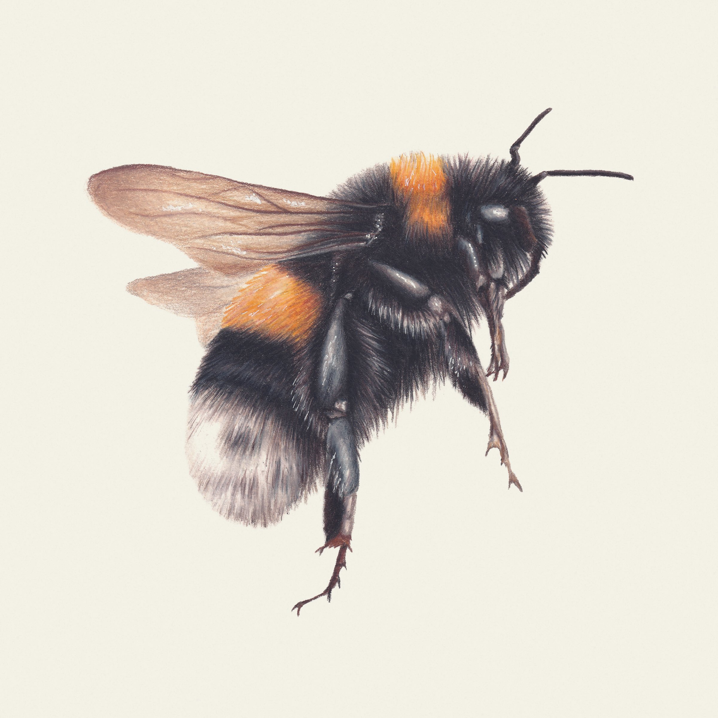 Bumble