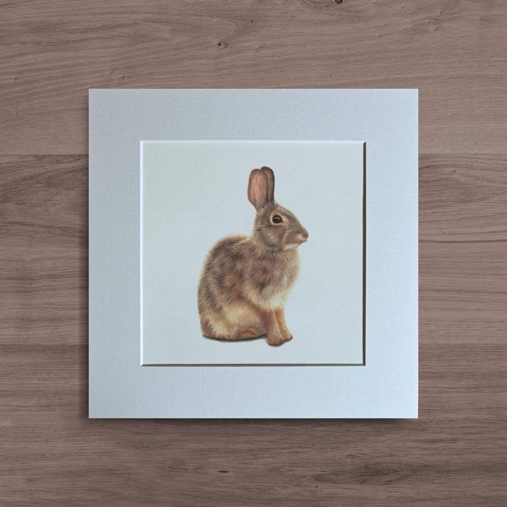 rabbit.jpg