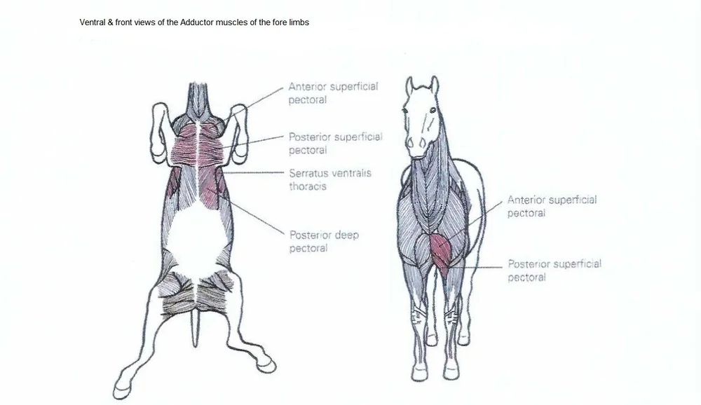 Active Passive Movements To Improve Equine Performance Part 2 active-passive-movements-to-improve-equine-performance-part-2