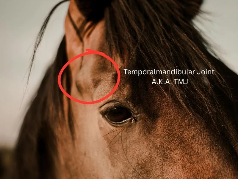 Stress in the TMJ