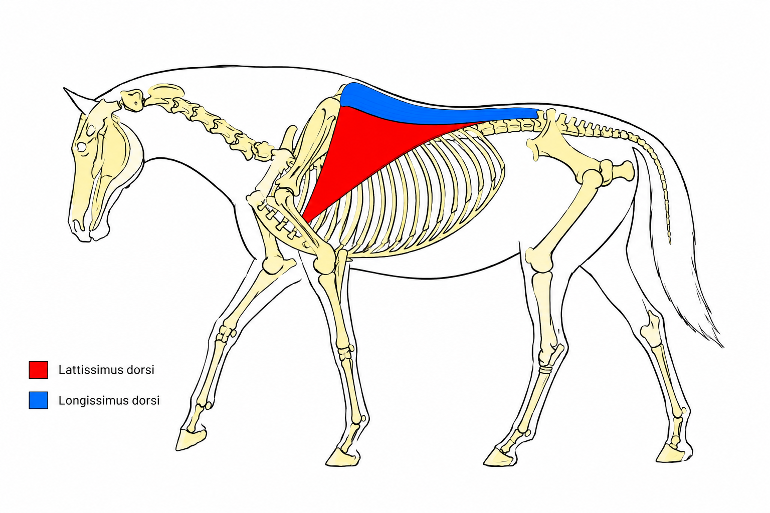 Longissimus and Lattissimus Dorsi.png