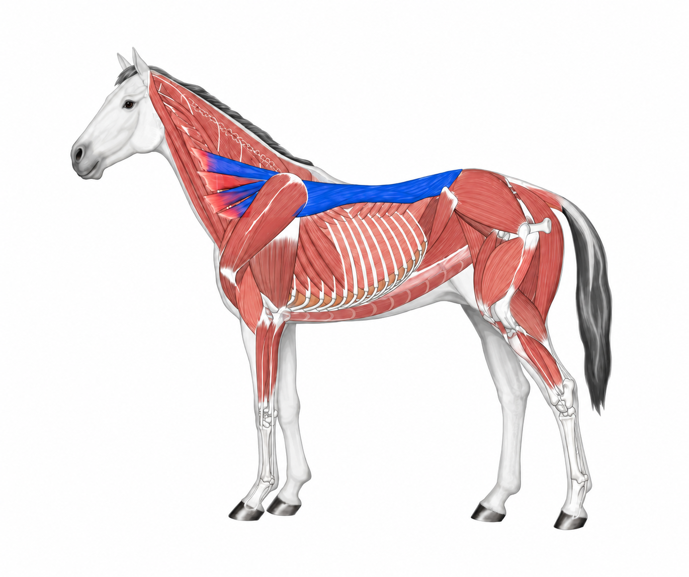 Longissimus dorsi to CV.png