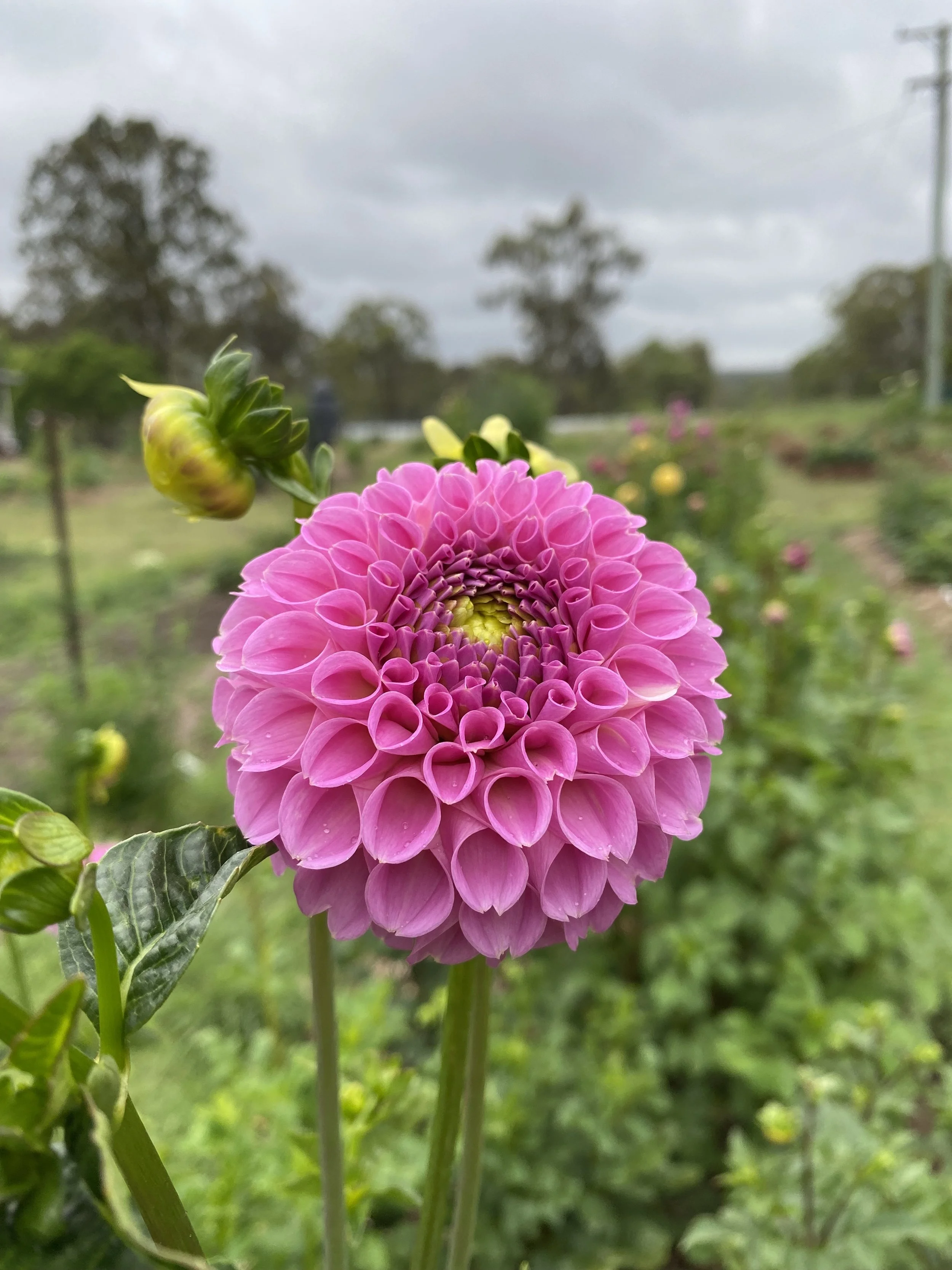 Warraview Sky High