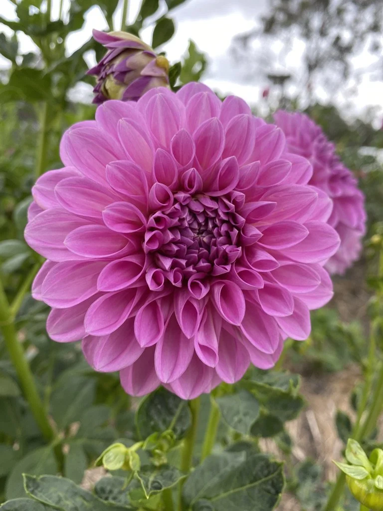 Devon Splendor