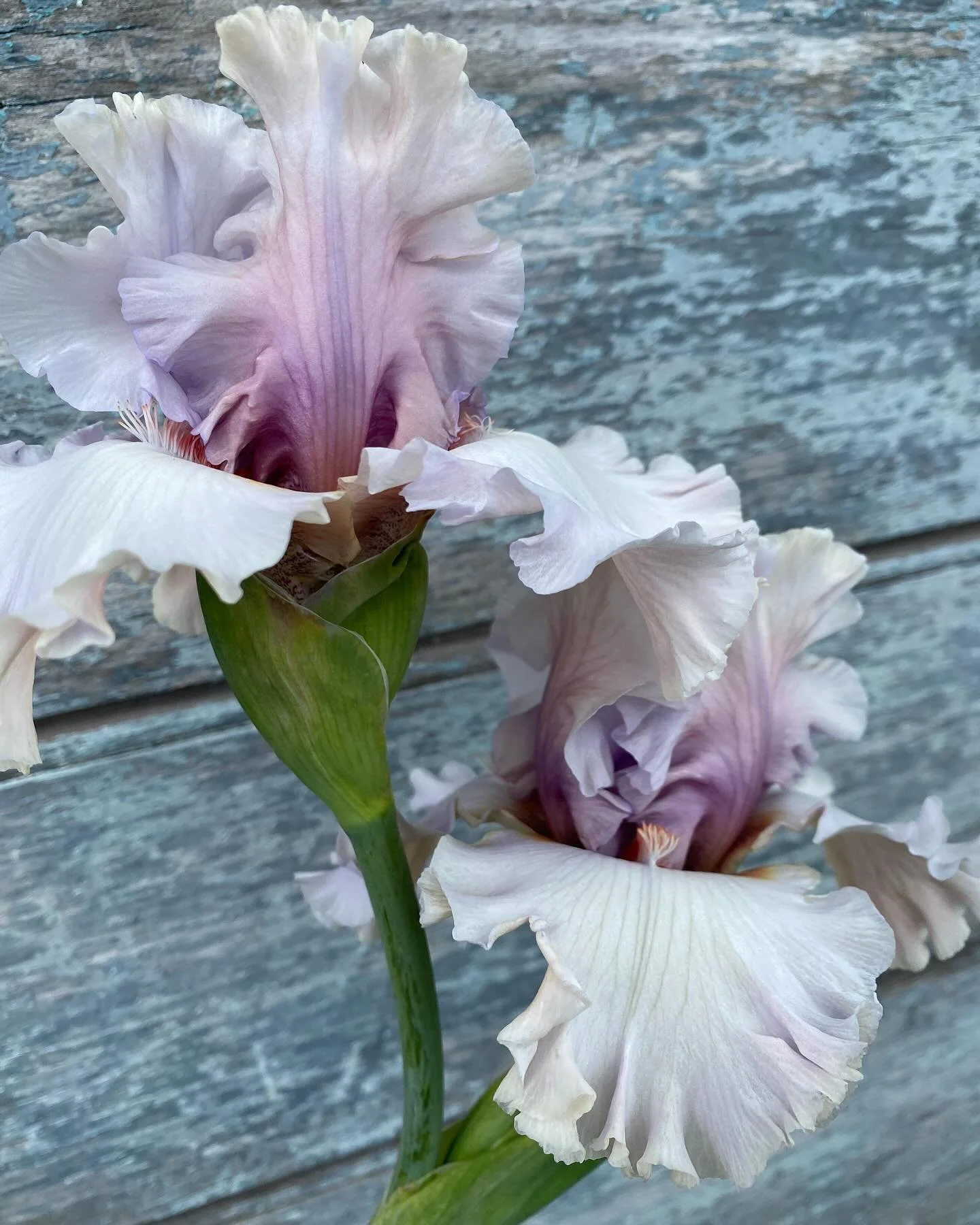 Champagne Bubbles 

✨ Magical metallic fairy glittering petals &amp; colours ✨ 
It was such a surprise to see it bloom- Has to be seen in person; photos don&rsquo;t do it justice.