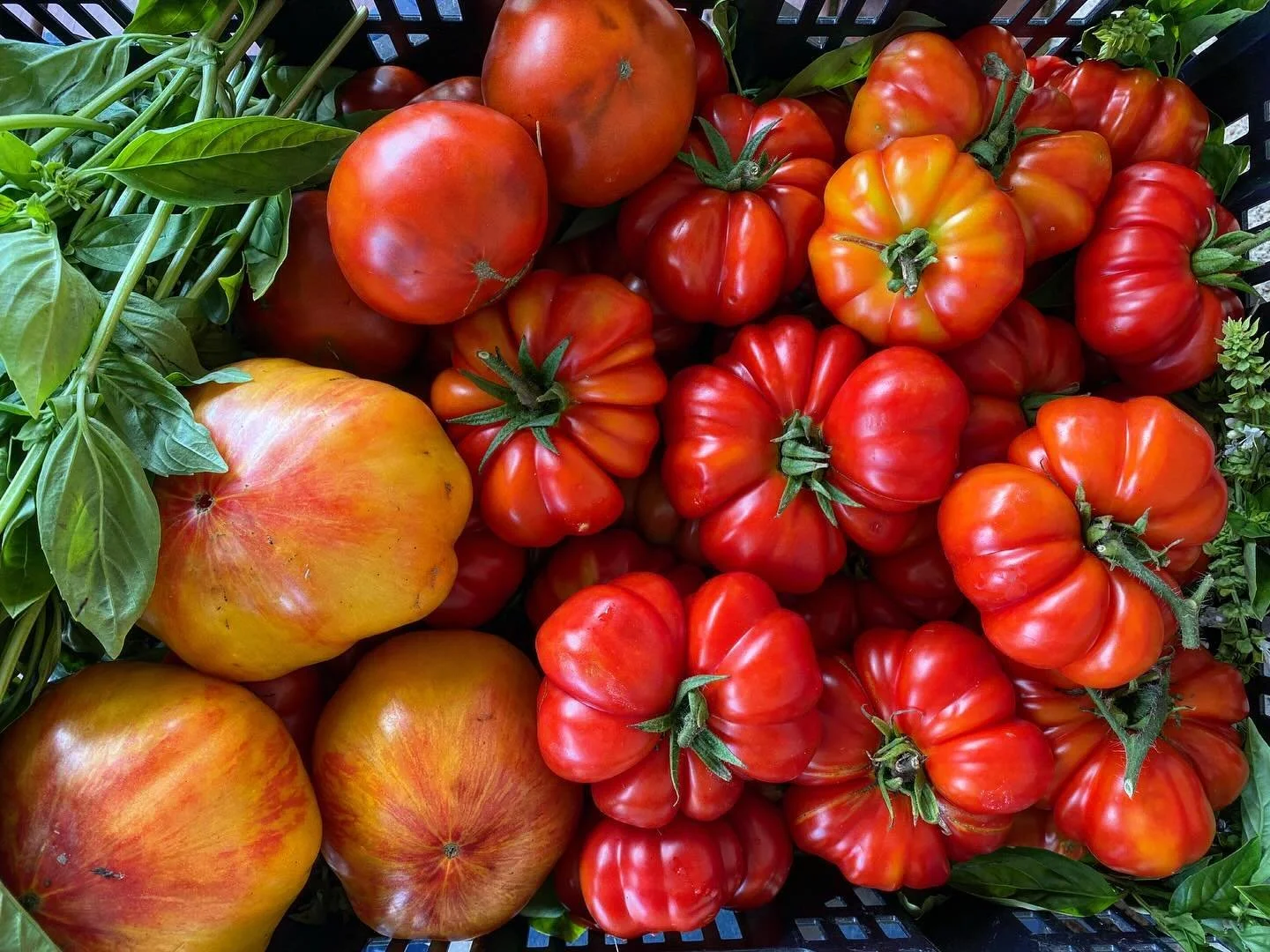 More of this for 2025 🍃

Happy simple life; and being able to keep up with the garden 💚

Little Farmer &amp; I harvested the earlier planted ripe tomatoes &amp; gave the basil a hair cut. What&rsquo;s not used for pasta &amp; pizza sauce will make 