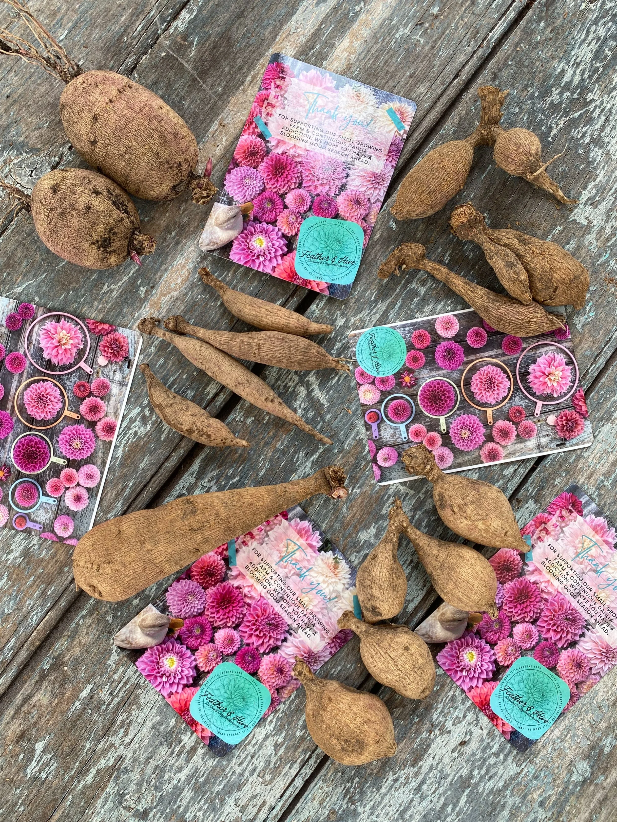 What our dahlia tubers look like! 
All different shapes and sizes &amp; they all grow pretty flowers! 

DAHLIA TUBER SALE FOR 2026

We will have limited varieties/ tubers available 

NOT one big sale: New tuber counts will be added to the website eve
