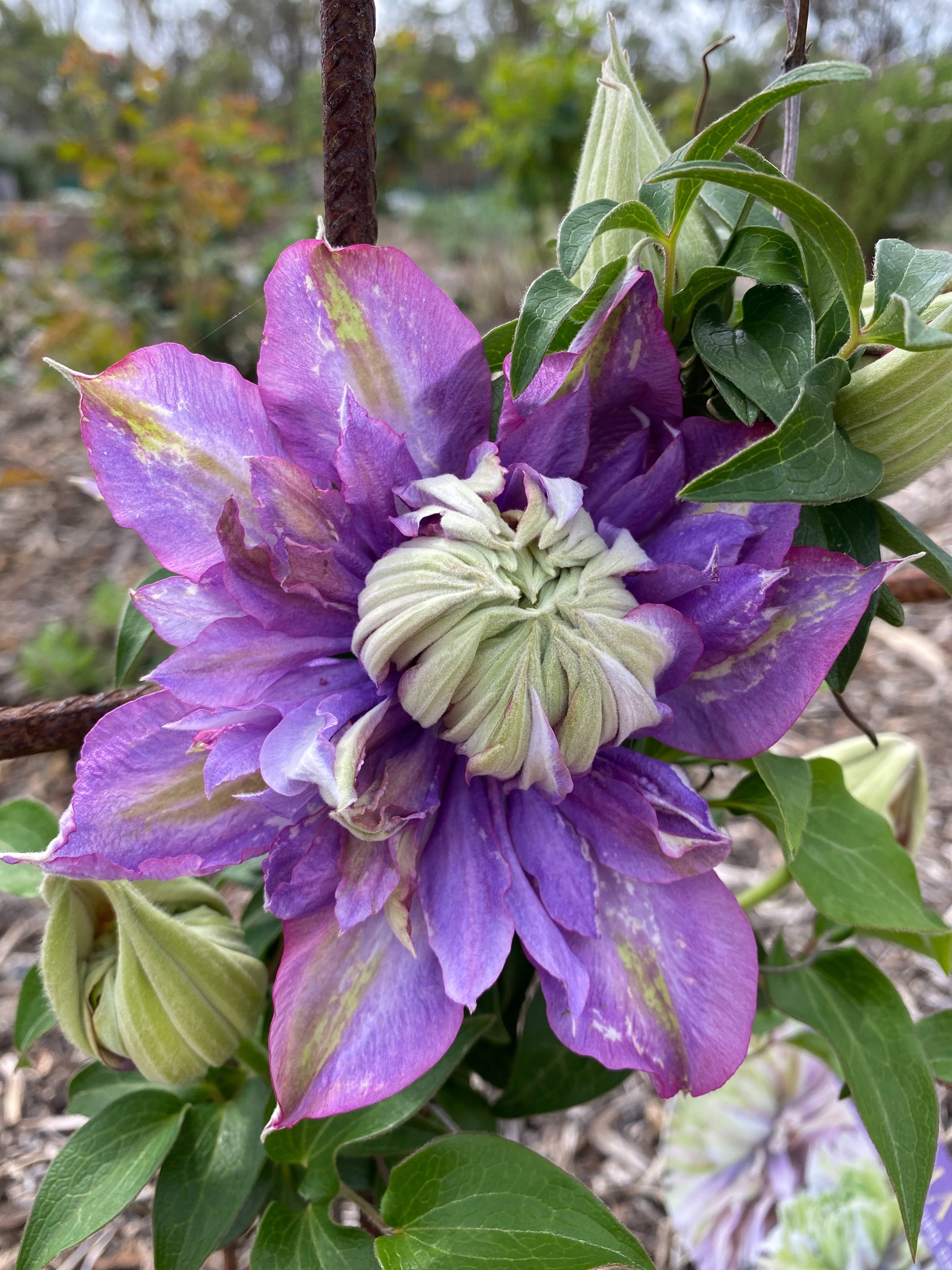 Ooo WOW! 🤩 my excitement to go get a shovel and noticing colour in the cottage garden.. Look at it! 

Clematis Regal Evison @alamedahomestead 

It&rsquo;s a hand size flower and blooming it&rsquo;s head off at only about 40cm high. At least somethin